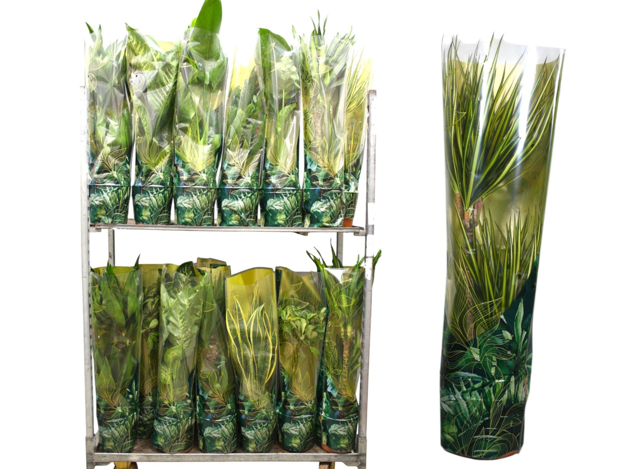 Plantenmix p21 Jungle-hoes, D 21 cm