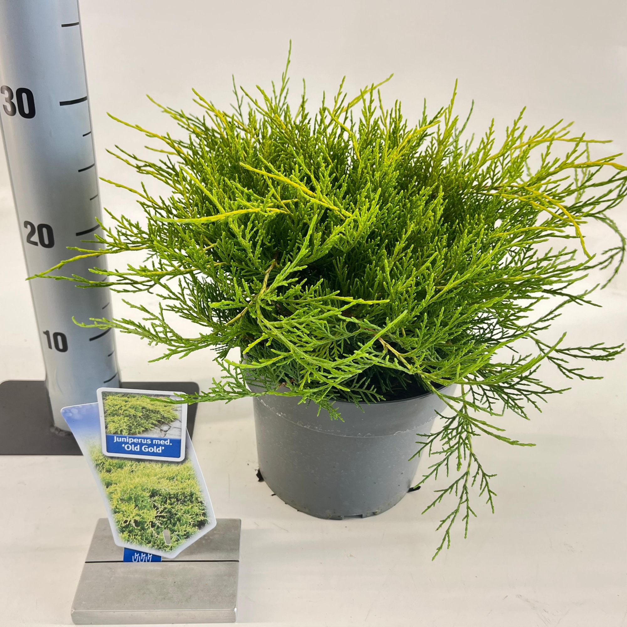 Juniperus pfitzeriana 'Old Gold', D 19 cm