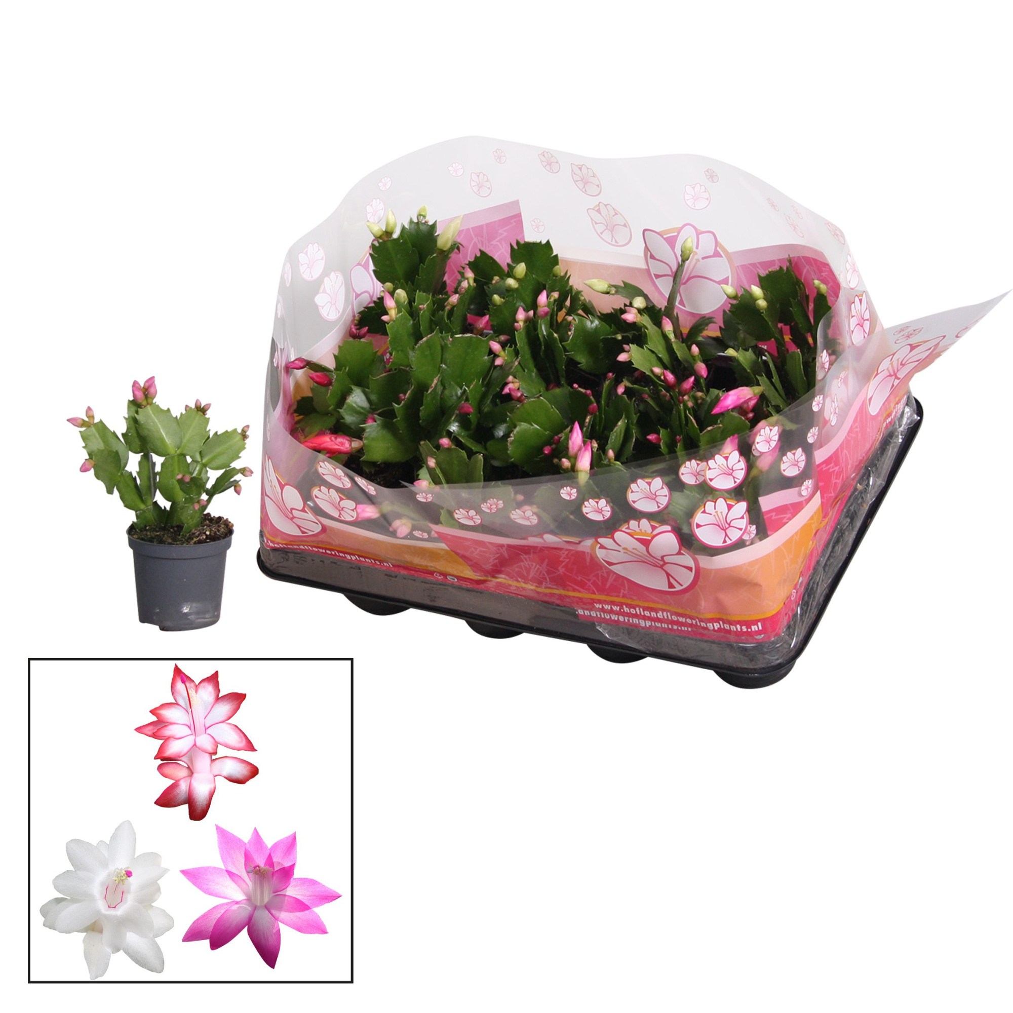 Schlumbergera - 7 cm - mix, D 7