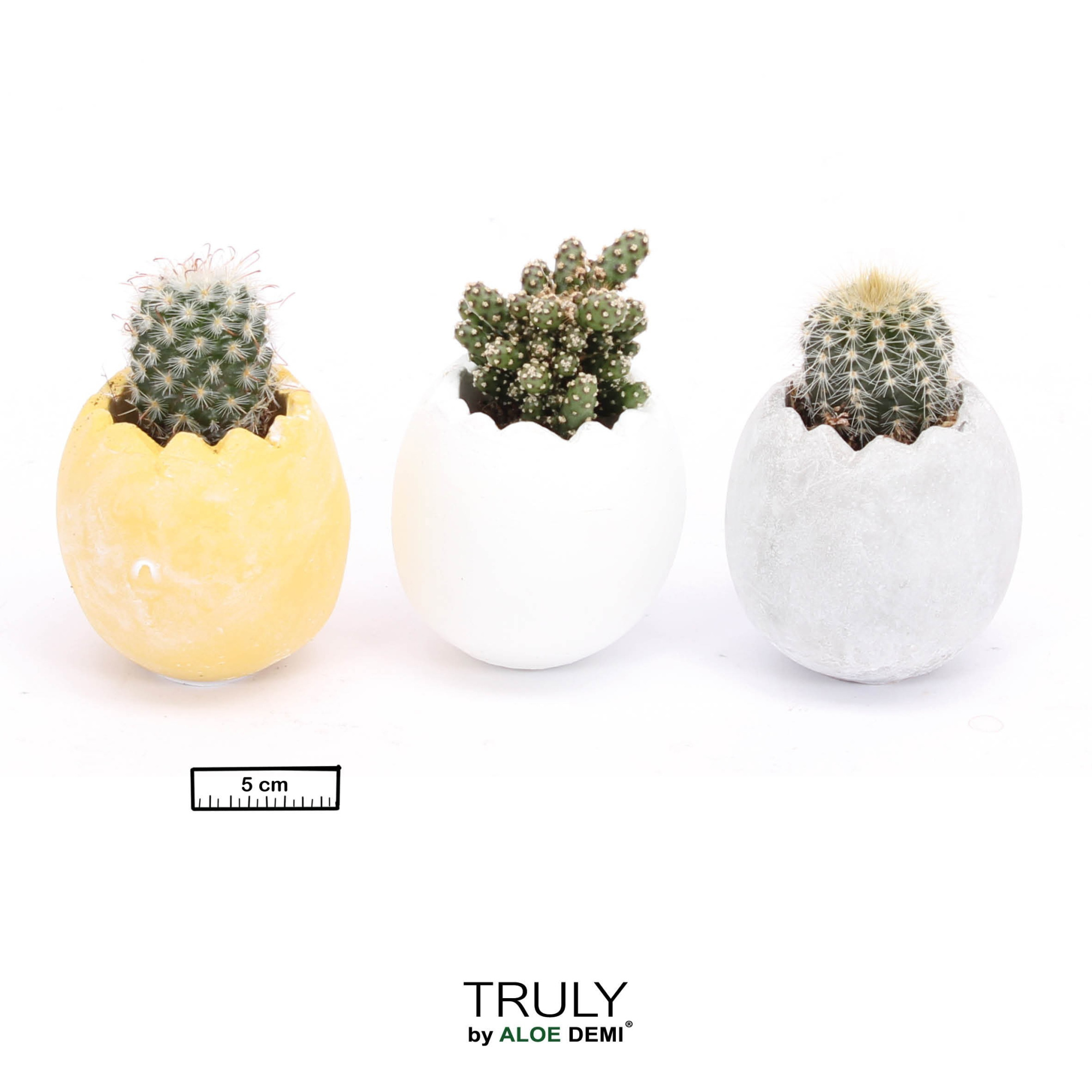 TRULY Cactus, Egg - mini, D 5