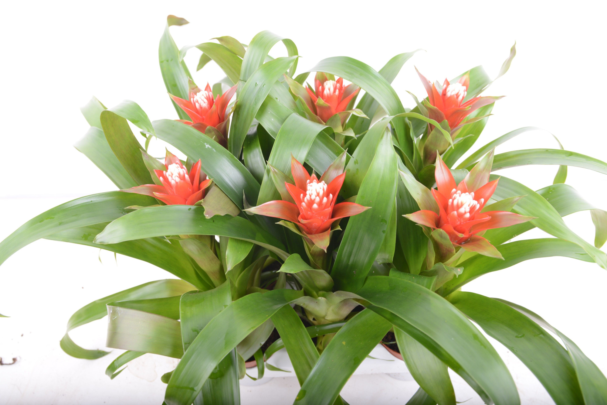 guzmania Redtix, D 9 cm