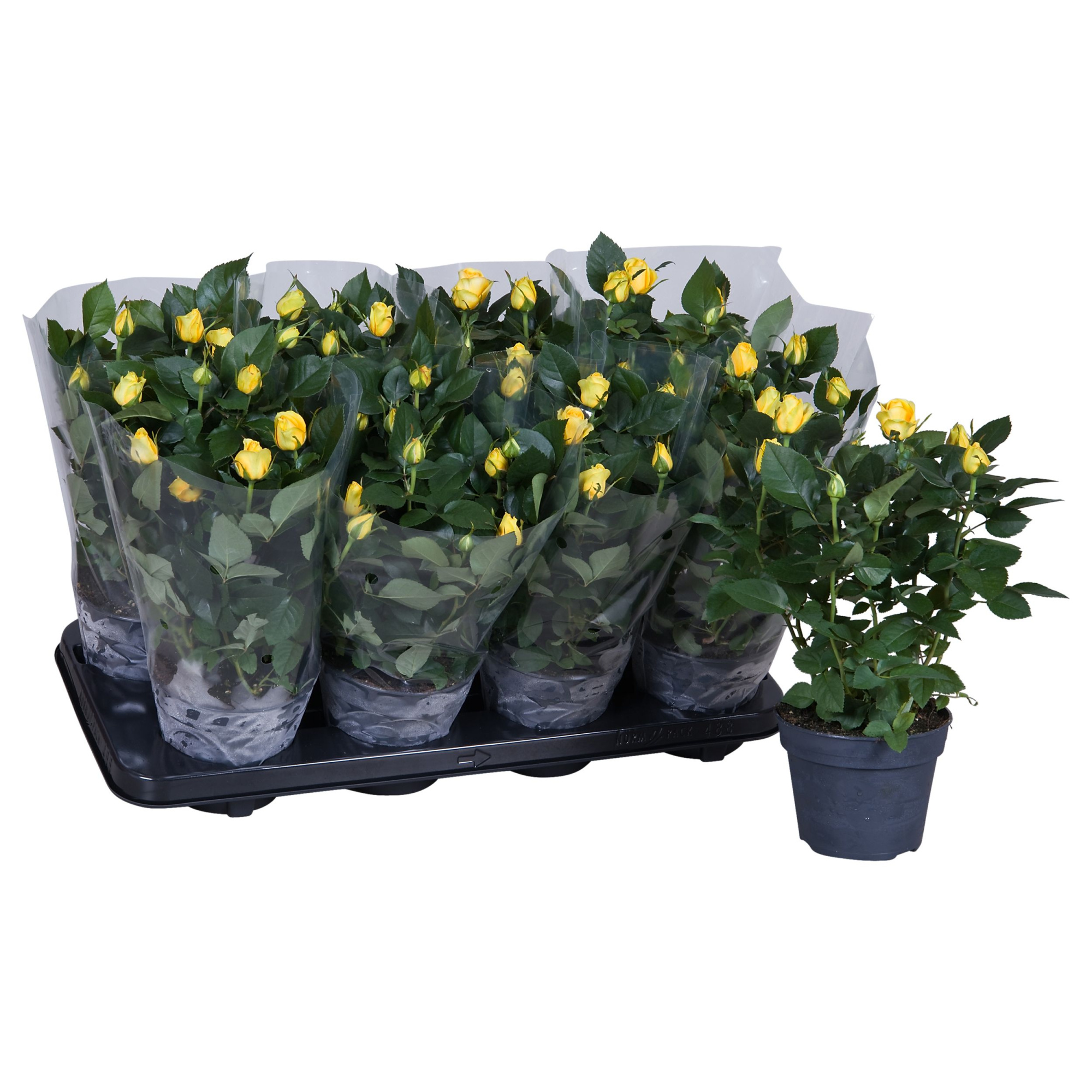 Nolina Roses Ø 13 cm Yellow Blanco sleeve, D 13 cm