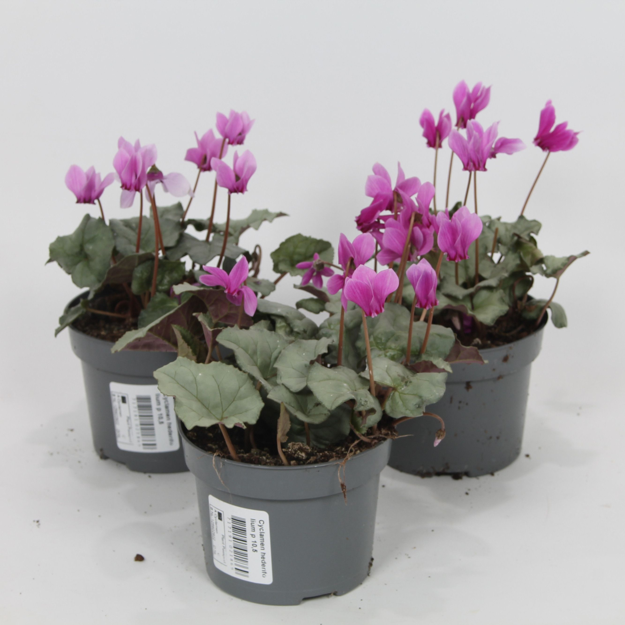 Cyclamen hederifolium Grijs blad Roze bloem, D 10,5 cm