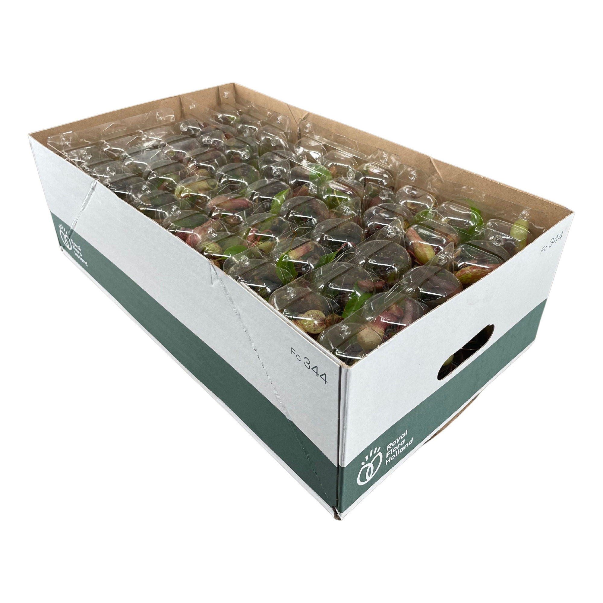 Nepenthes mix 5,5 cm, 3 stuks in transparante blister, D 6 cm