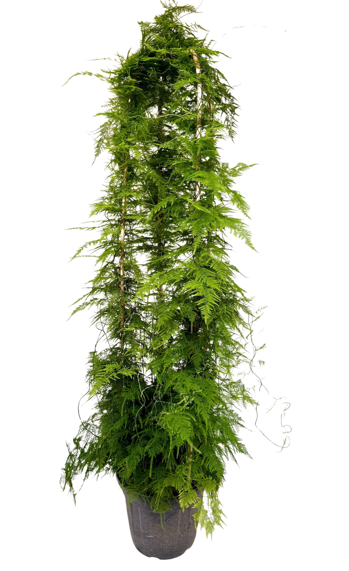 Asparagus setaceus P40, D 40