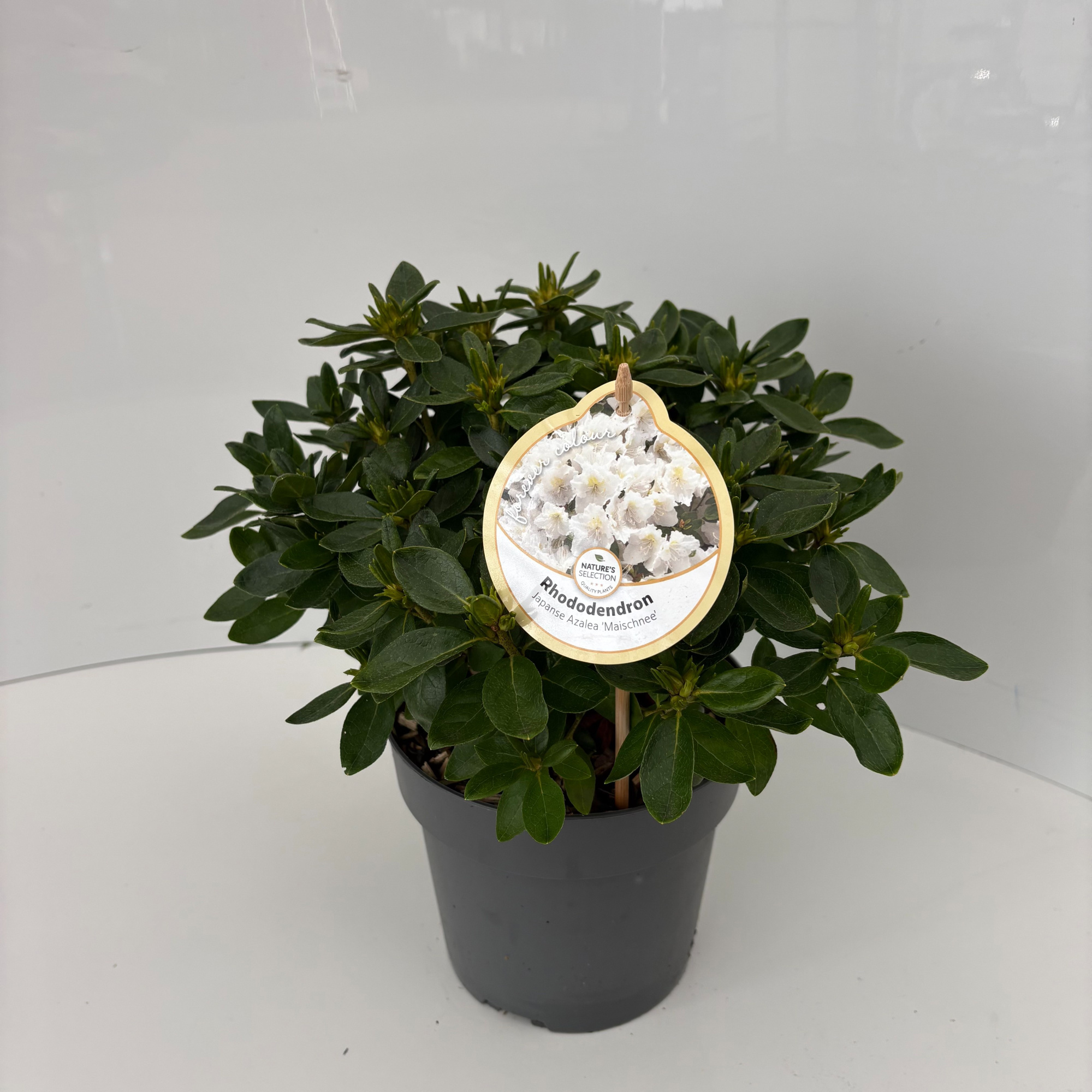 Rhododendron Maischnee, D 17 cm