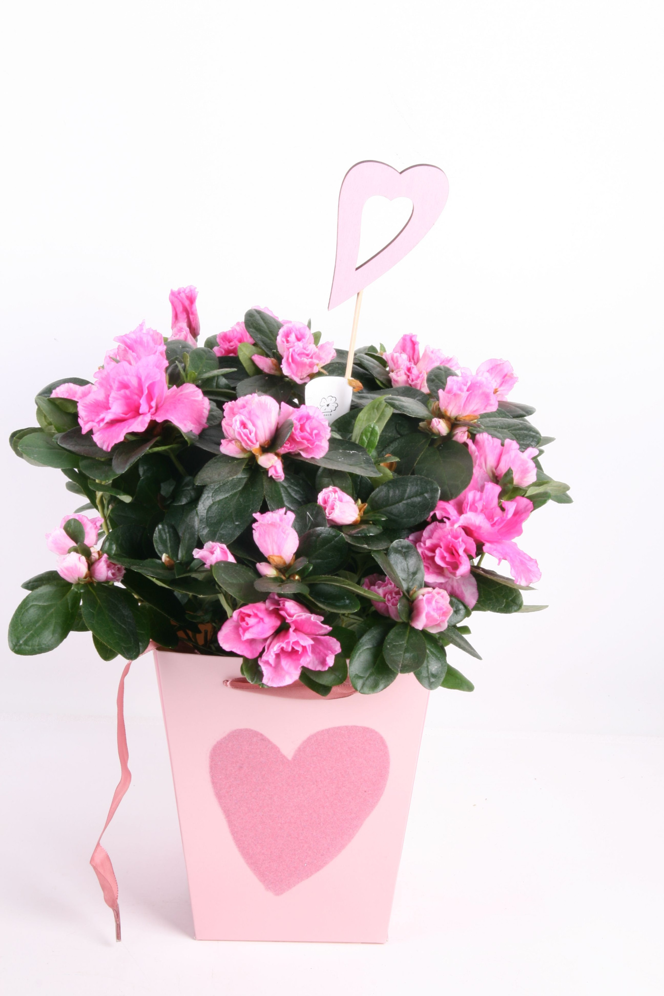 166 : Azalea p14 mix in draagtas roze Valentijn-Moederdag, D 14