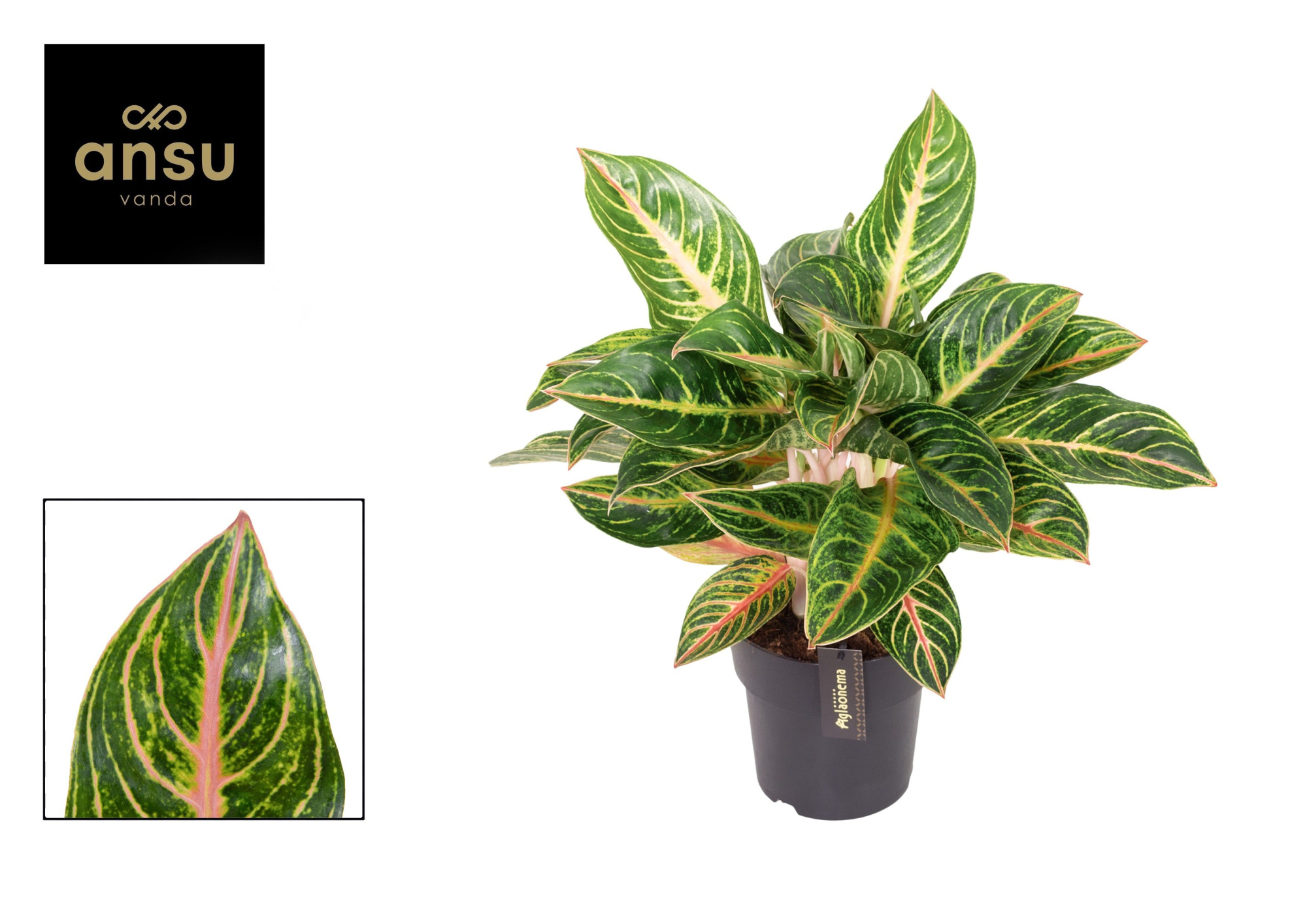 Aglaonema Red Okapi, D 19 cm