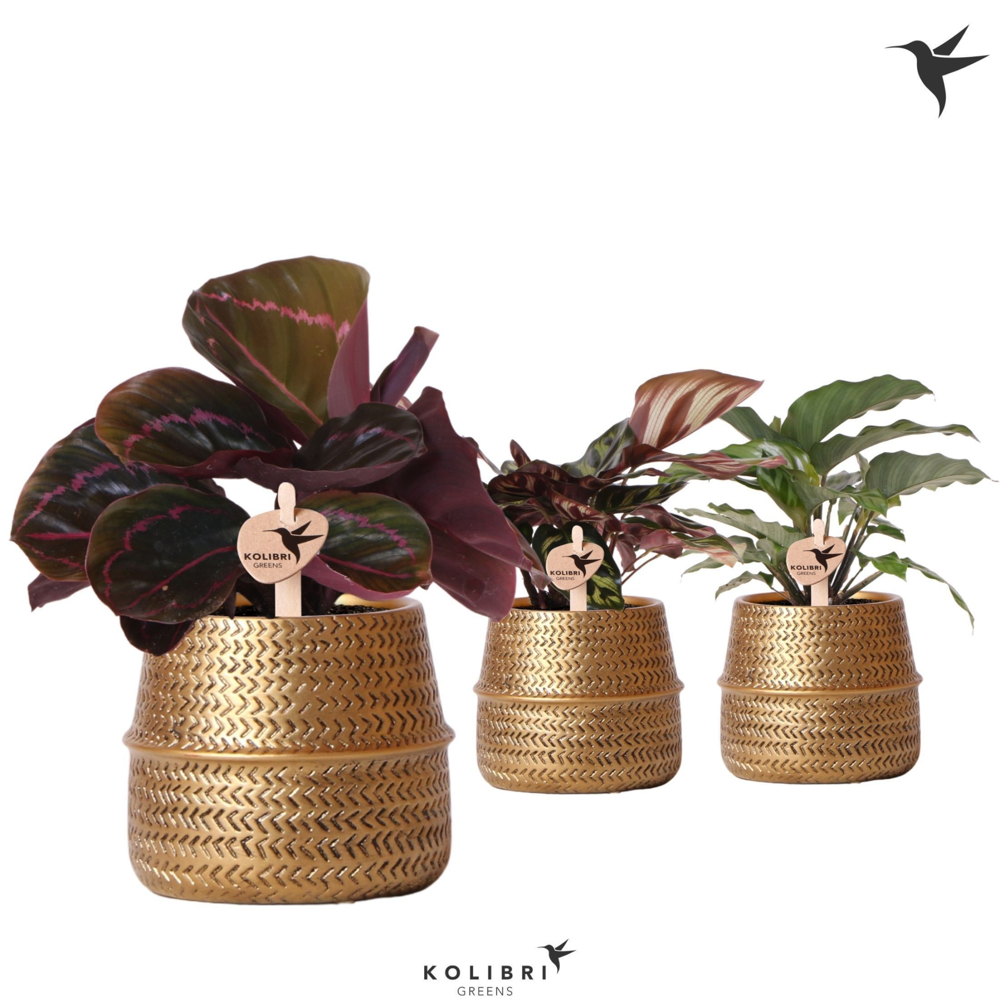 Kolibri Greens Calathea mix in Groove pot gold, D 9 cm