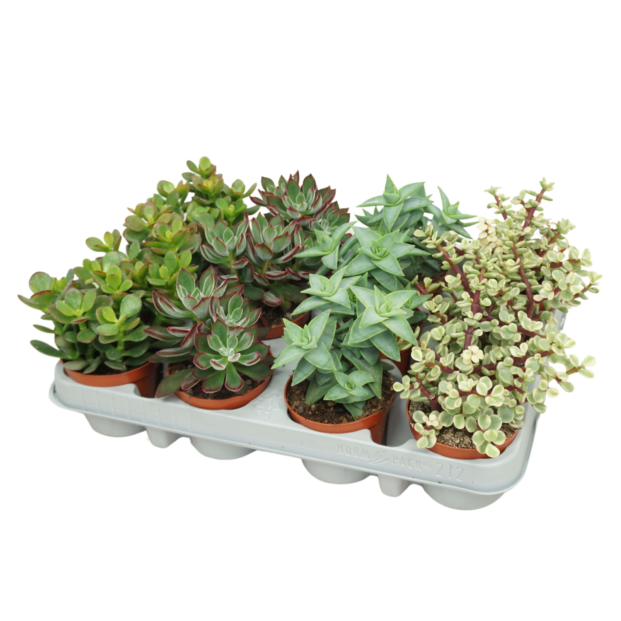 PD mix Succulent 8,5 cm, D 8,5