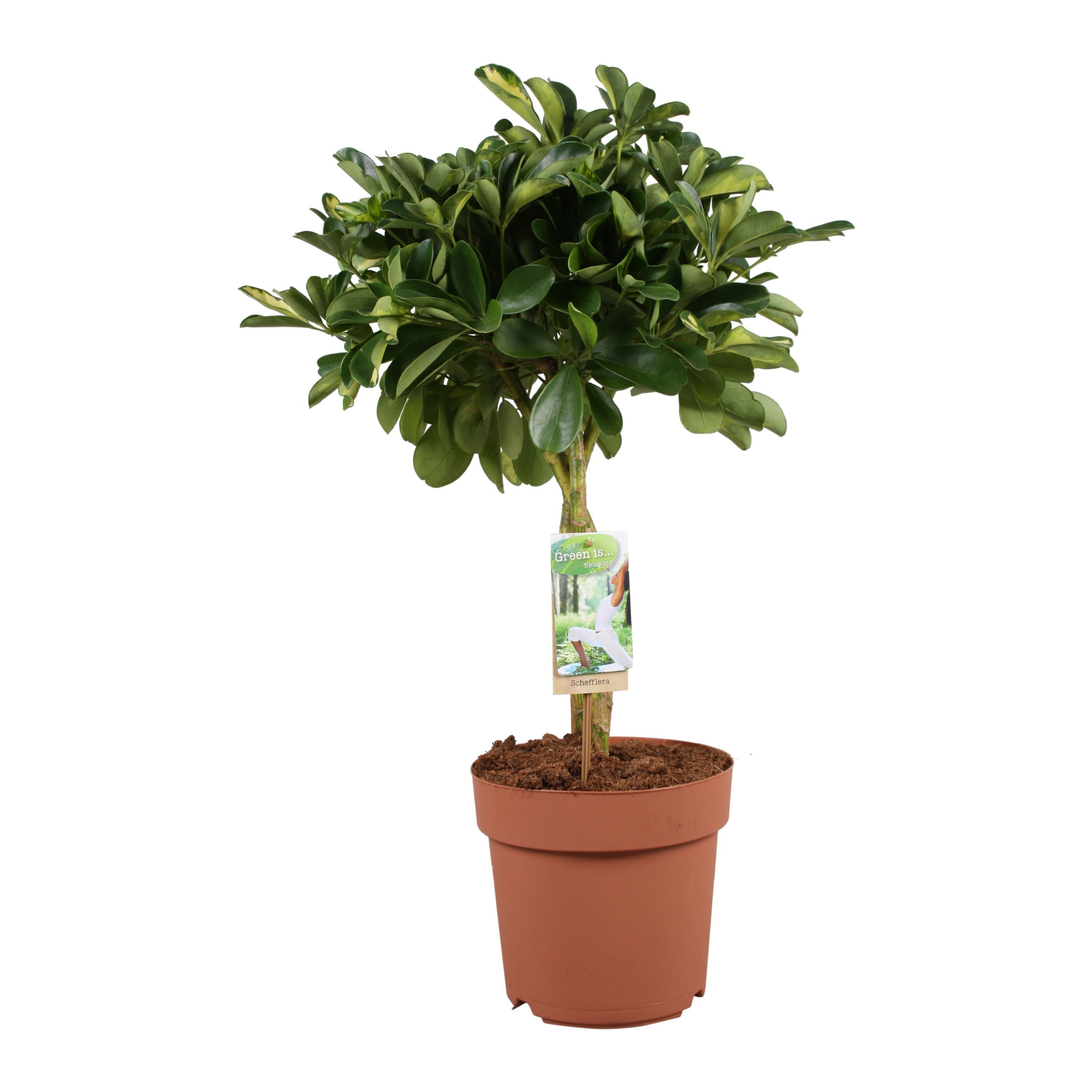 Schefflera Gold Capella - gevlochten stam, D 21 cm