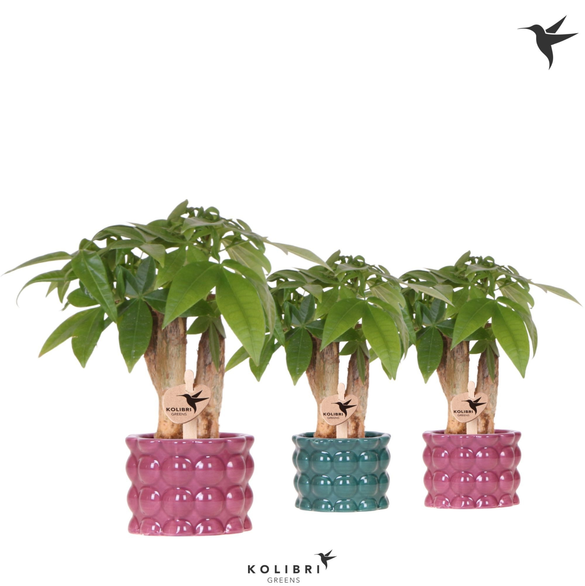 Kolibri Greens Pachira in Cotton pot green mix, D 6