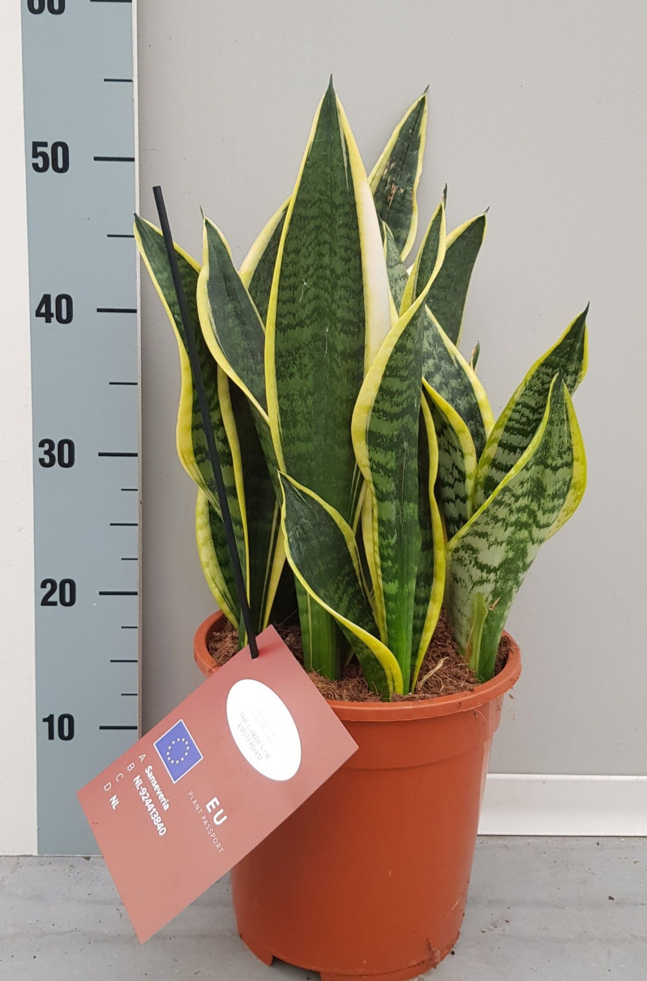 Sanseveria Laurentii 21cm, D 21 cm