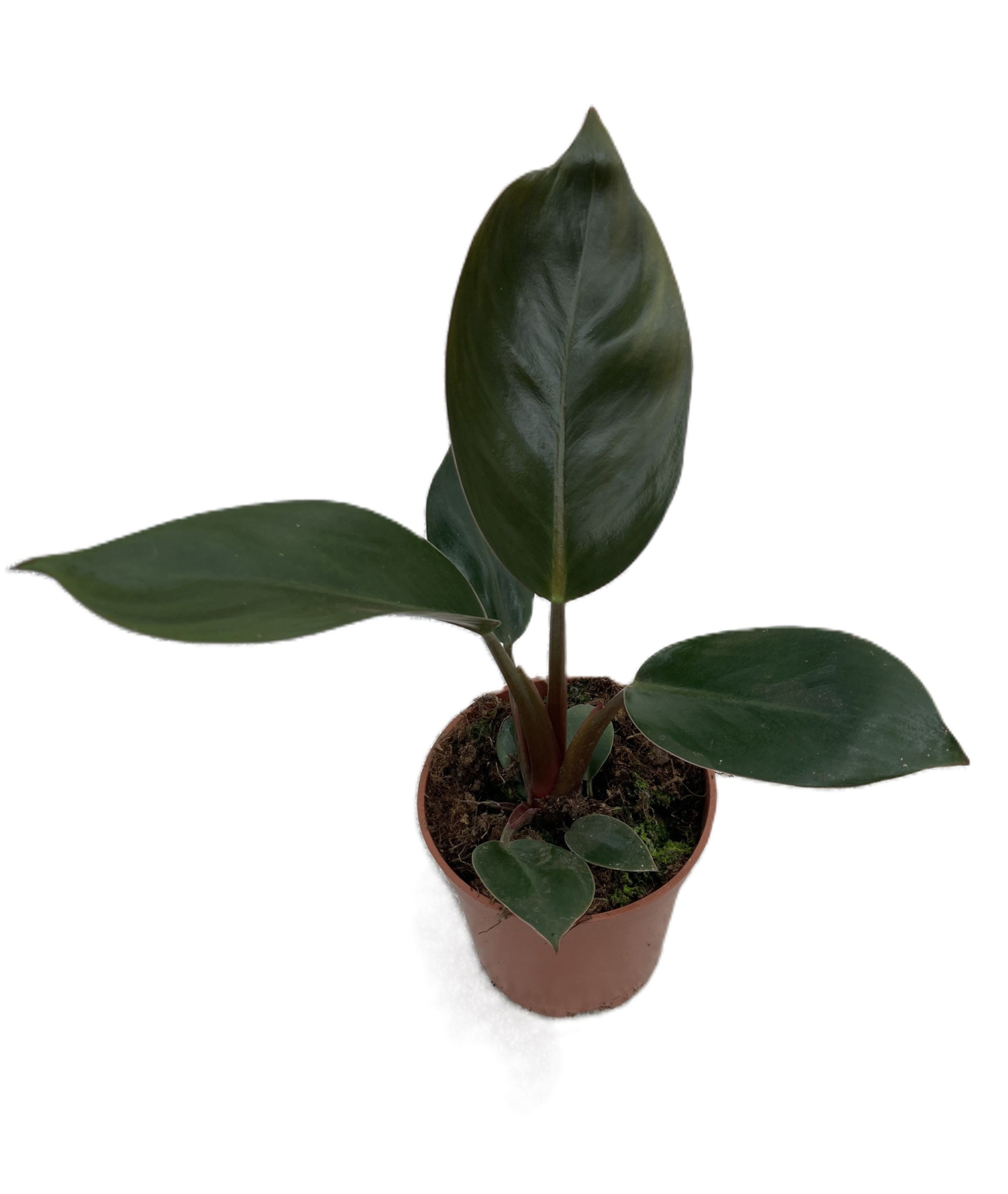 PHILODENDRON-HYBRID 'ROJO CONGO', D 11 cm