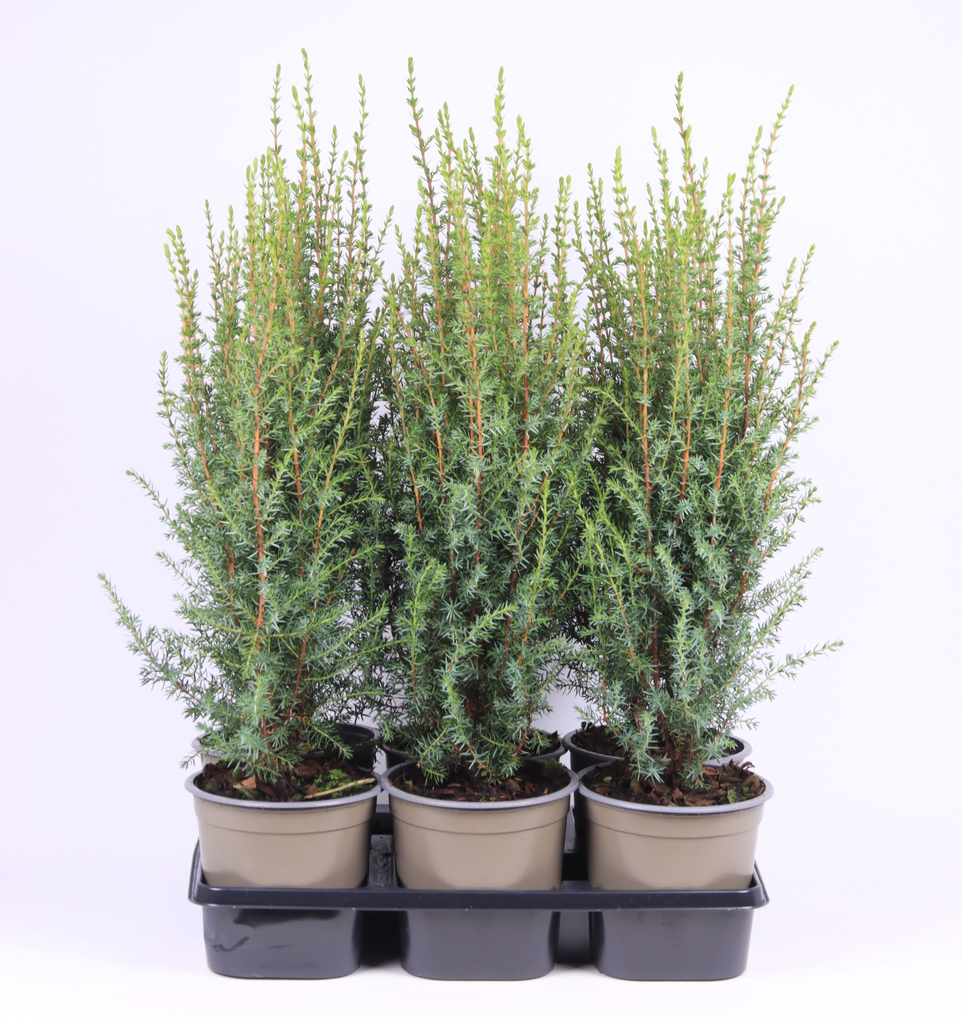 Juniperus communis 'Arnold', D 15 cm