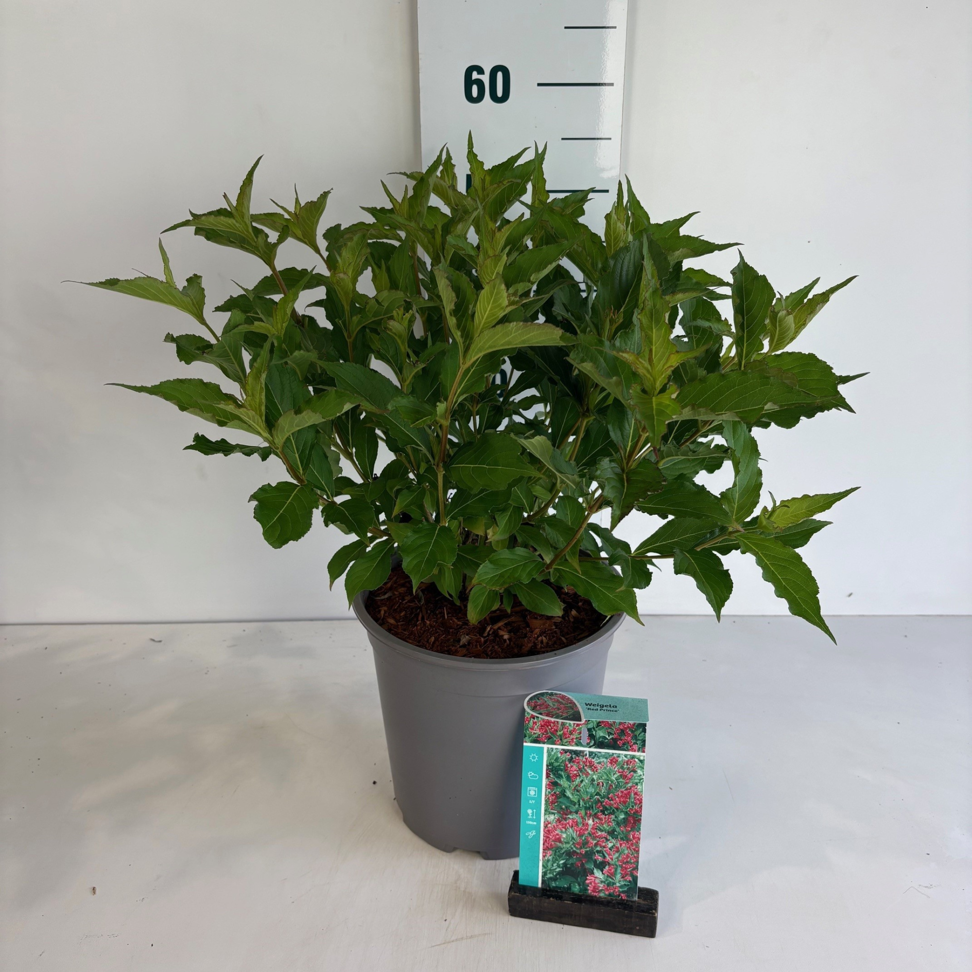 Weigela Red Prince, D 24 cm