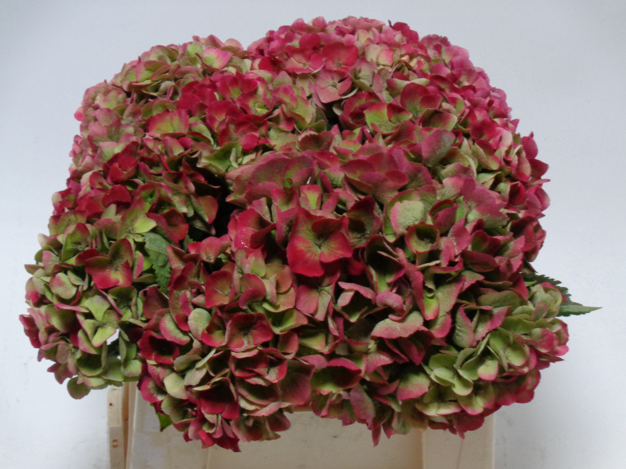 Гортензия Мэджикал Опал Классик 40, шт.