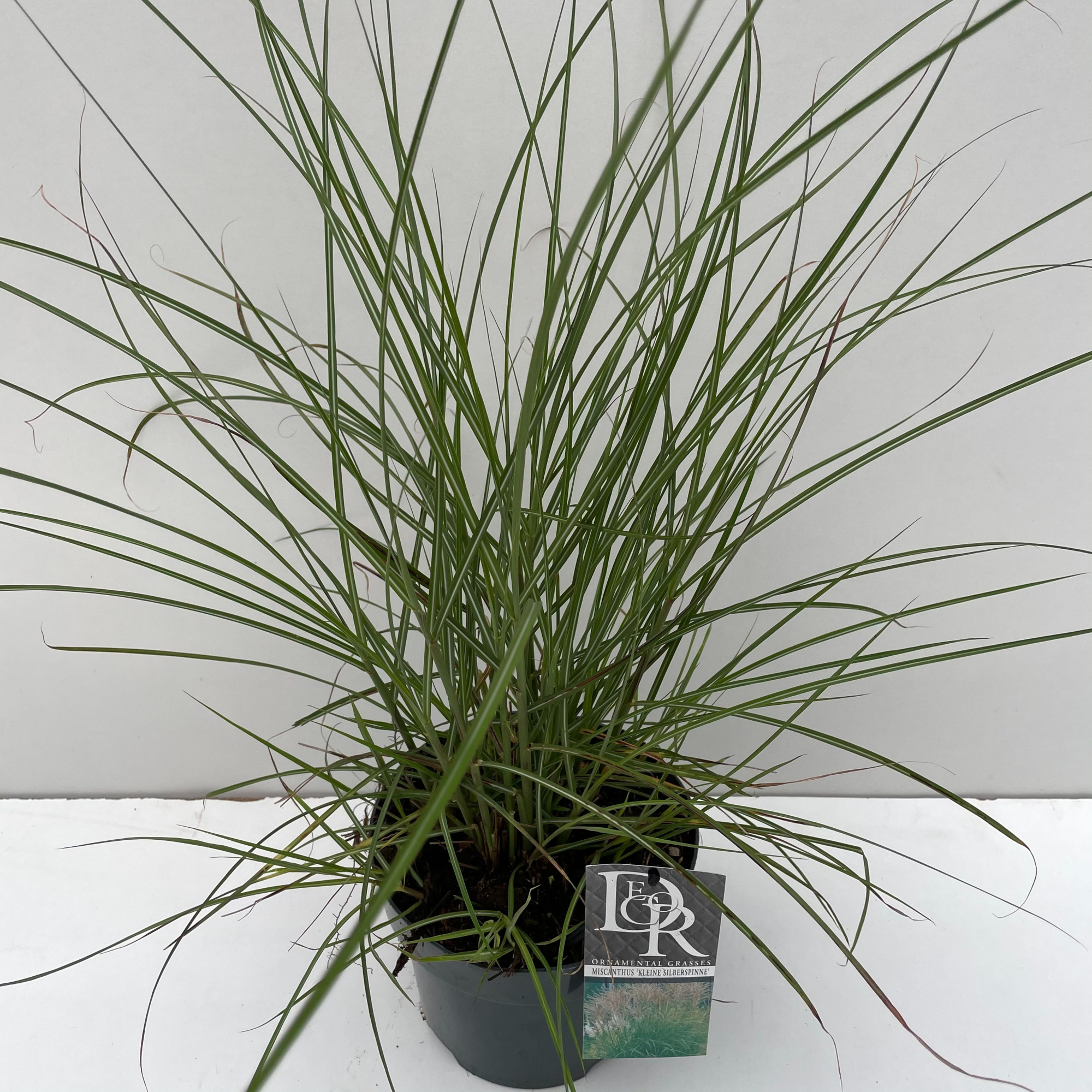 Miscanthus 'Kleine Silberspinne', D 19 cm