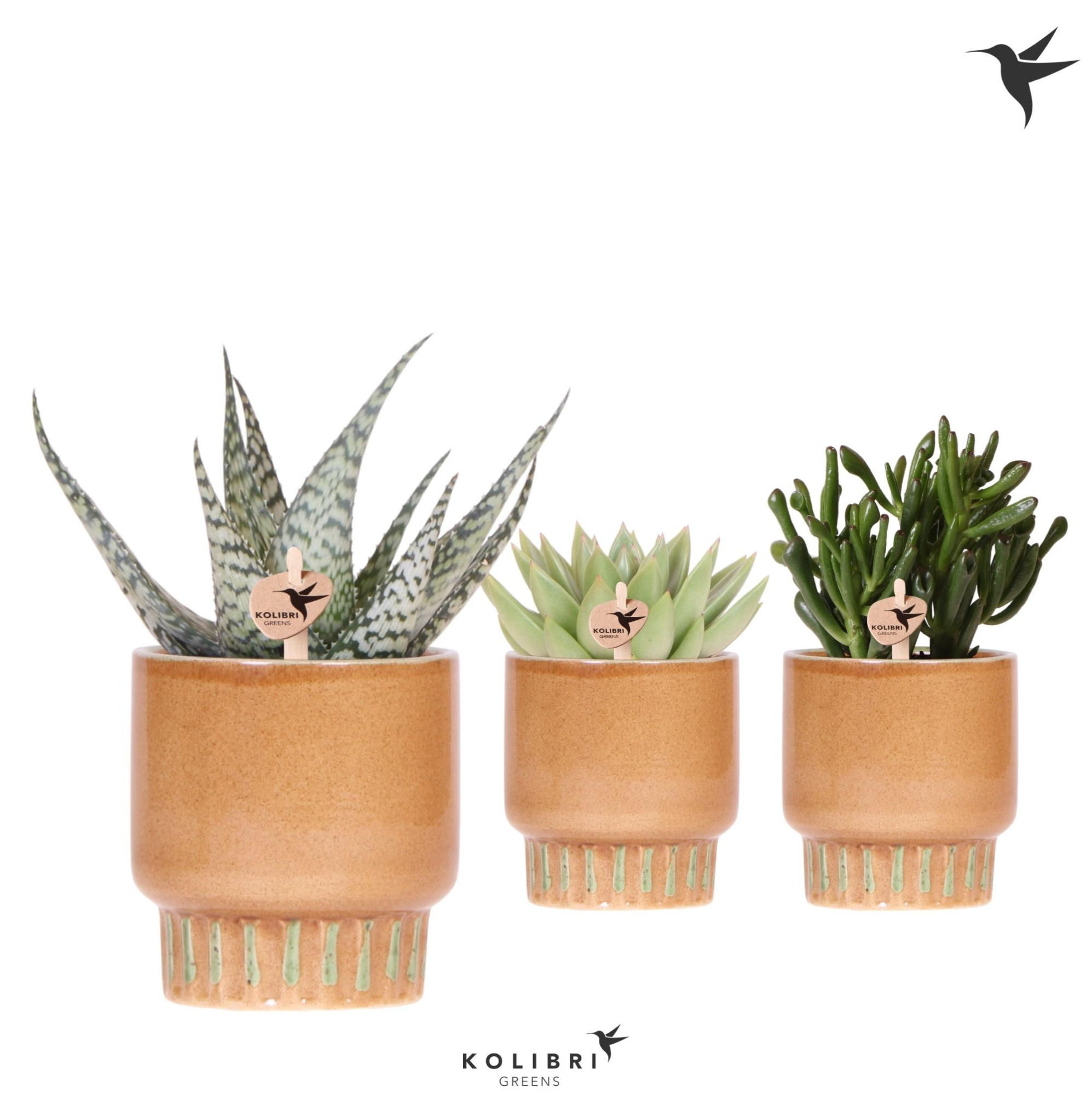 Kolibri Greens Succulenten mix in Bold pot cognac, D 9 cm