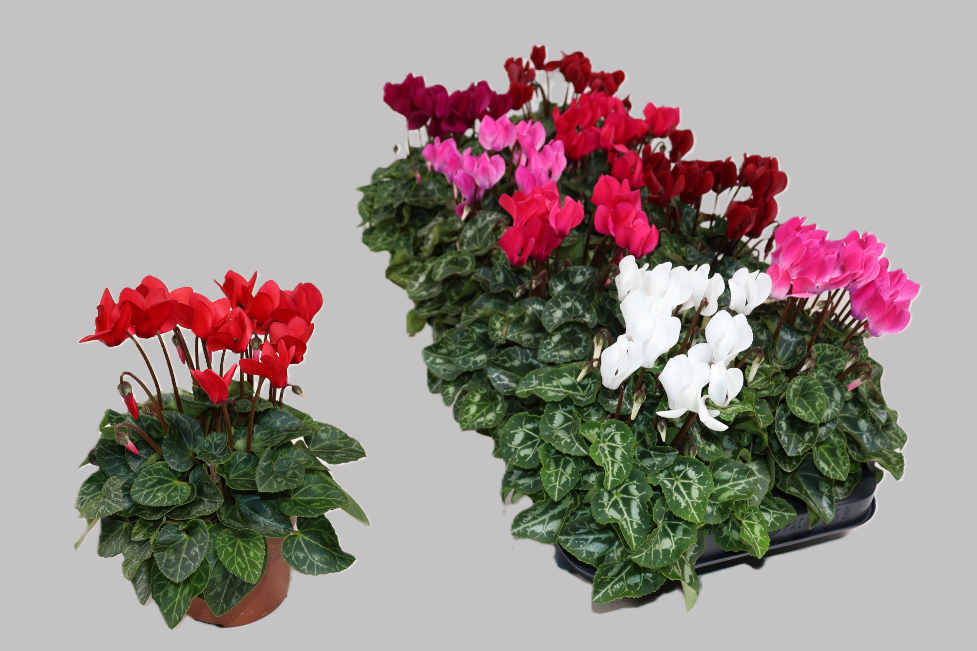 Cyclamen mix, D 10,5