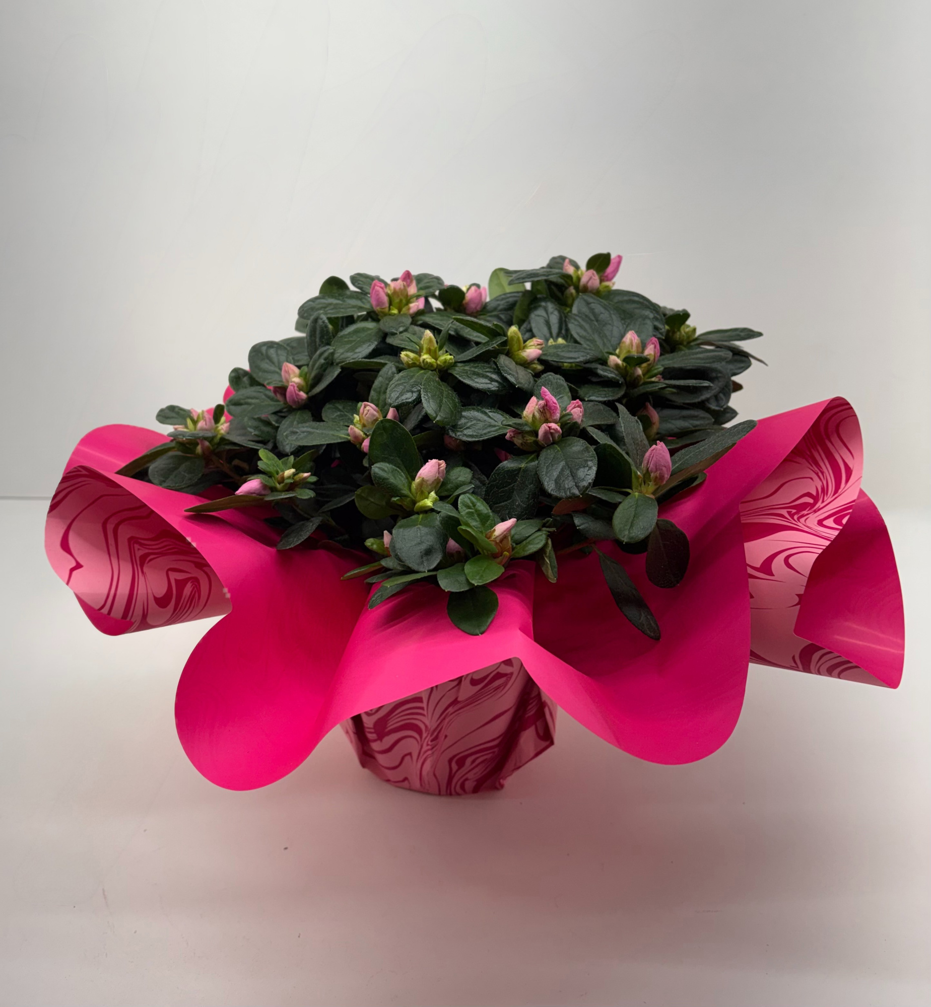 Azalea (2kleur) Roze valentijn - moederdag rondella DIA 22 CM, D 12,5