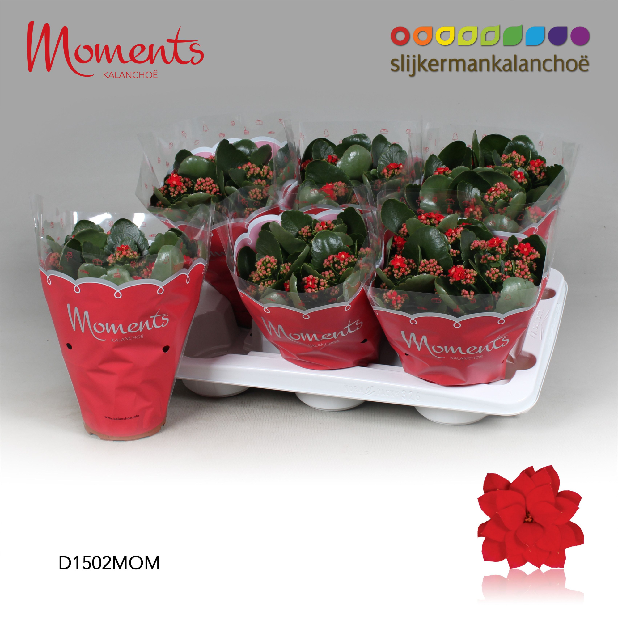 Kalanchoe Moments - Red, D 15