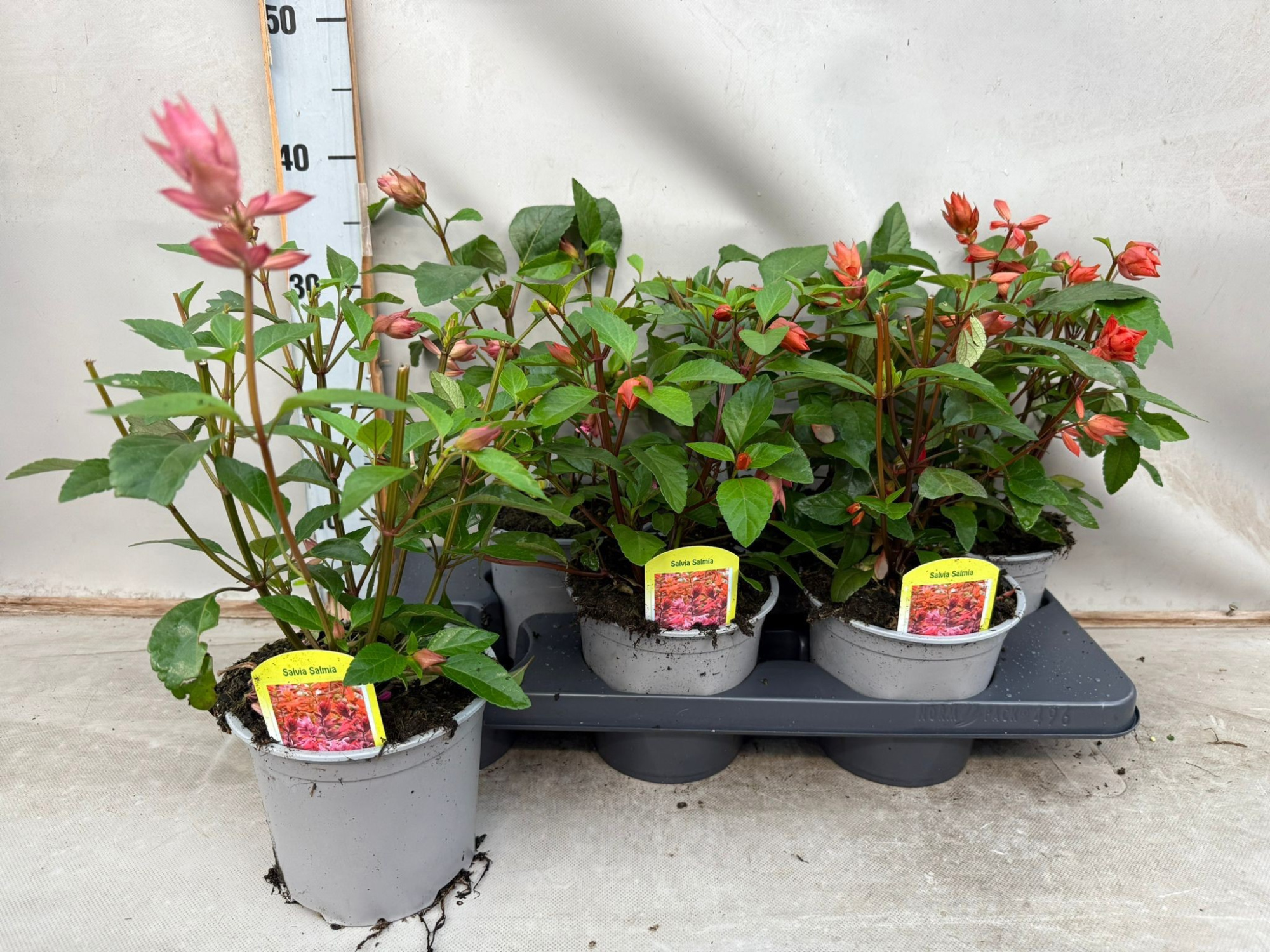 Salvia Salmia, D 15 cm