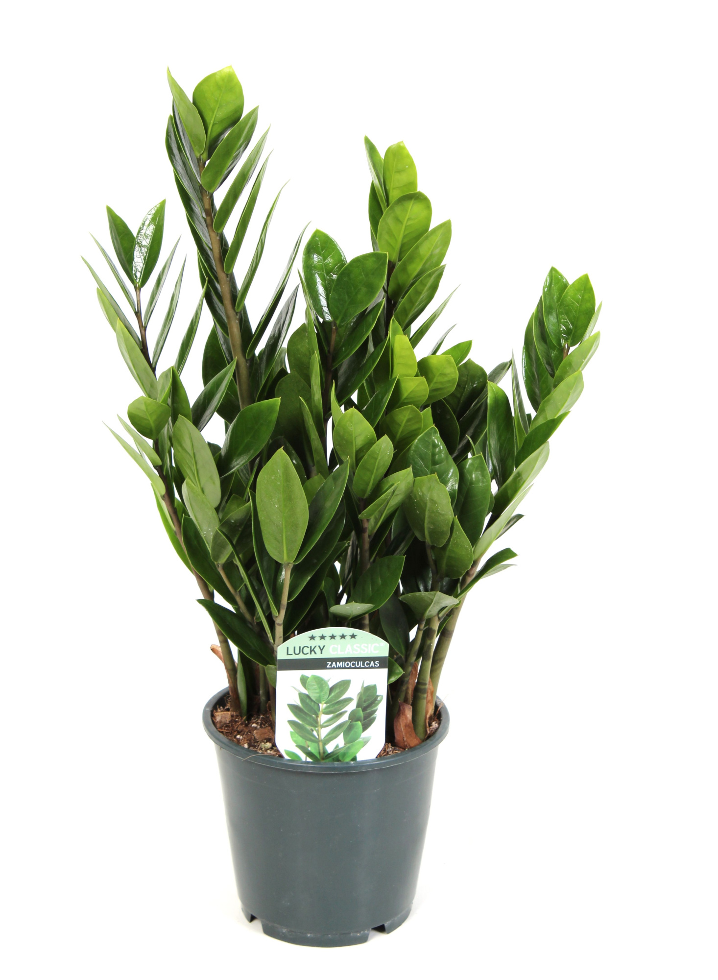 Zamioculcas Lucky Classic 6+ veren, D 14 cm