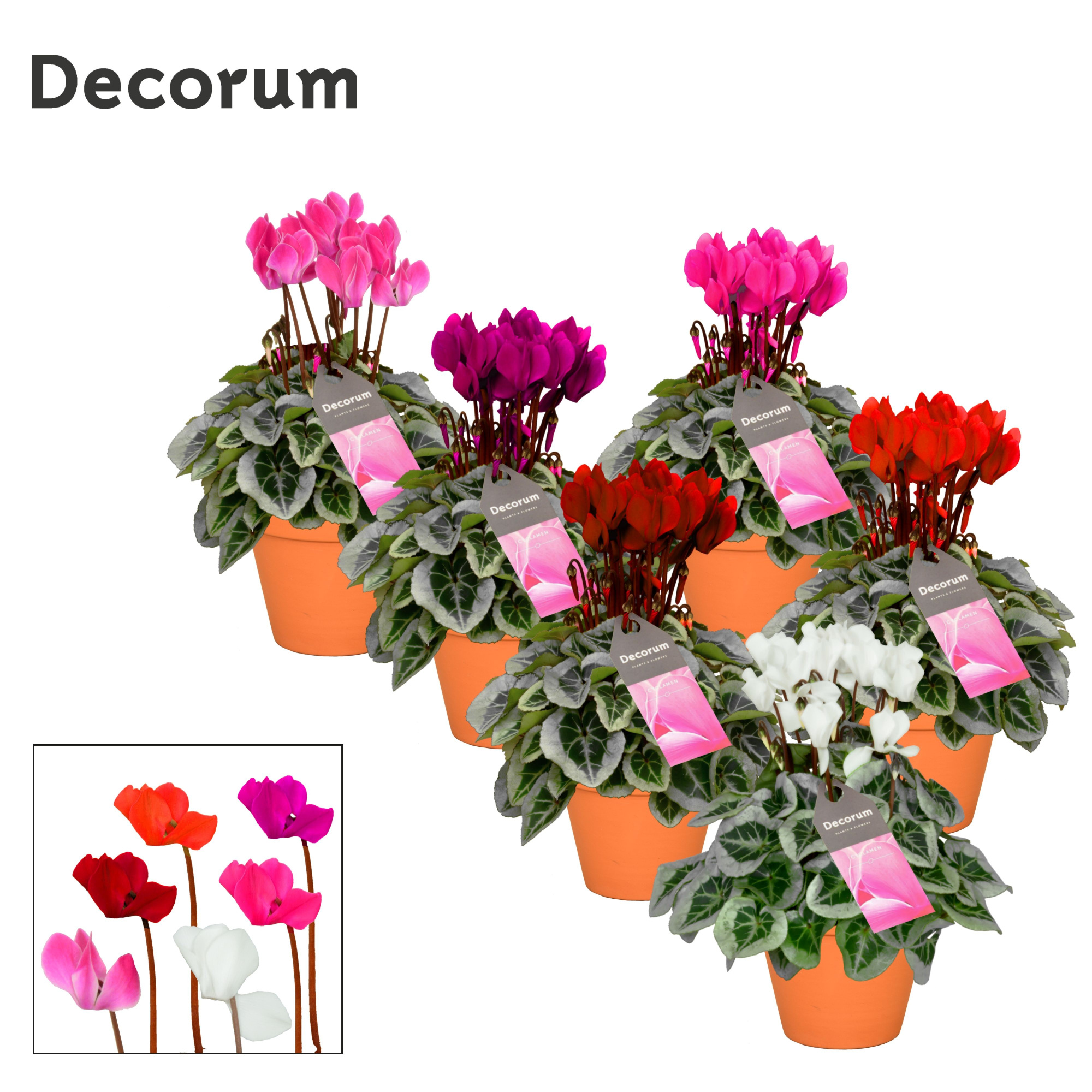 Cyclamen SS Picasso Mix in Patio Pot, D 13 cm