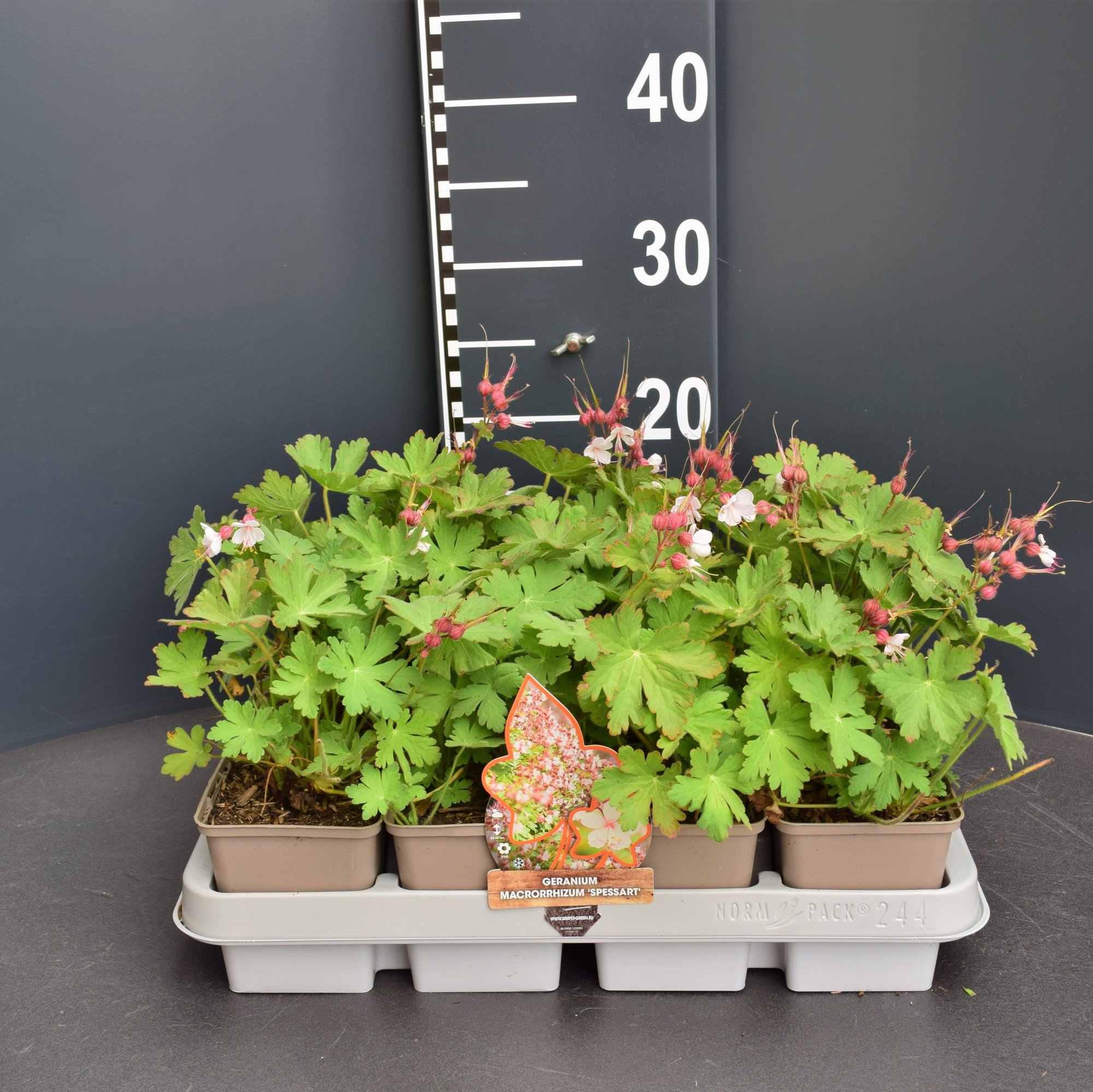 Geranium Macrorrhizum "Spessart", D 9 cm