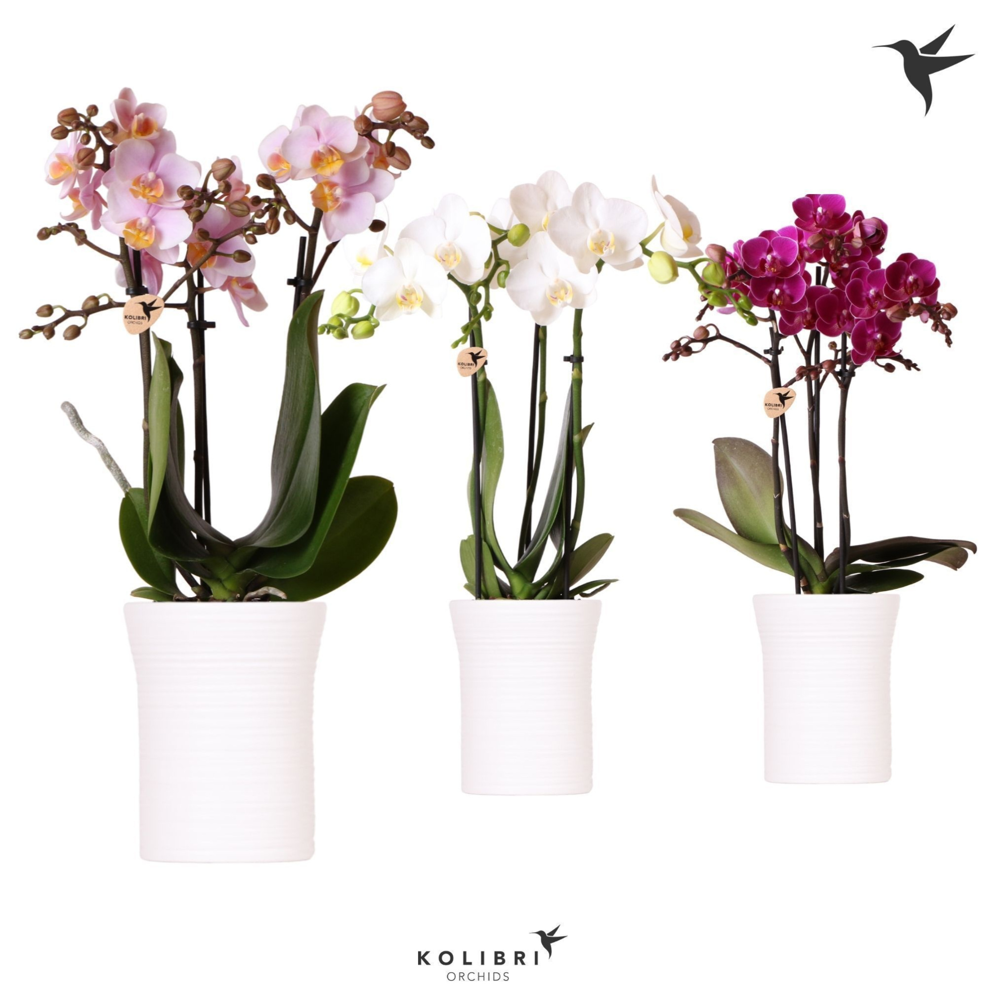 Kolibri Orchids Phalaenopsis mix 3 spike in Furrow pot white, D 9