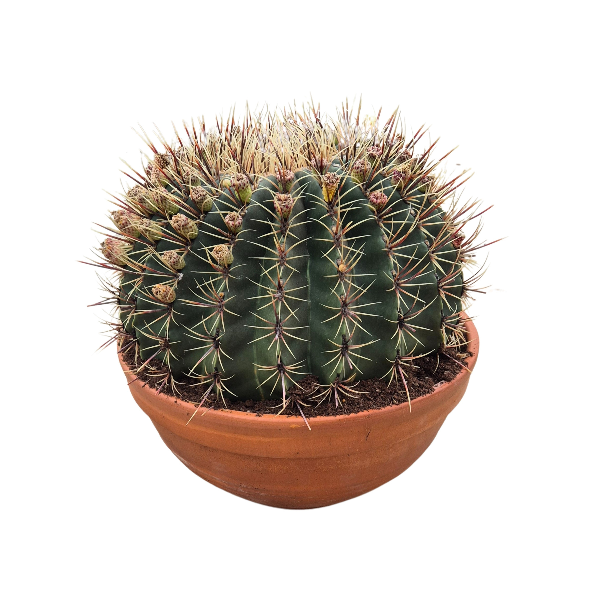 Ferocactus histrix 36 cm, D 36 cm