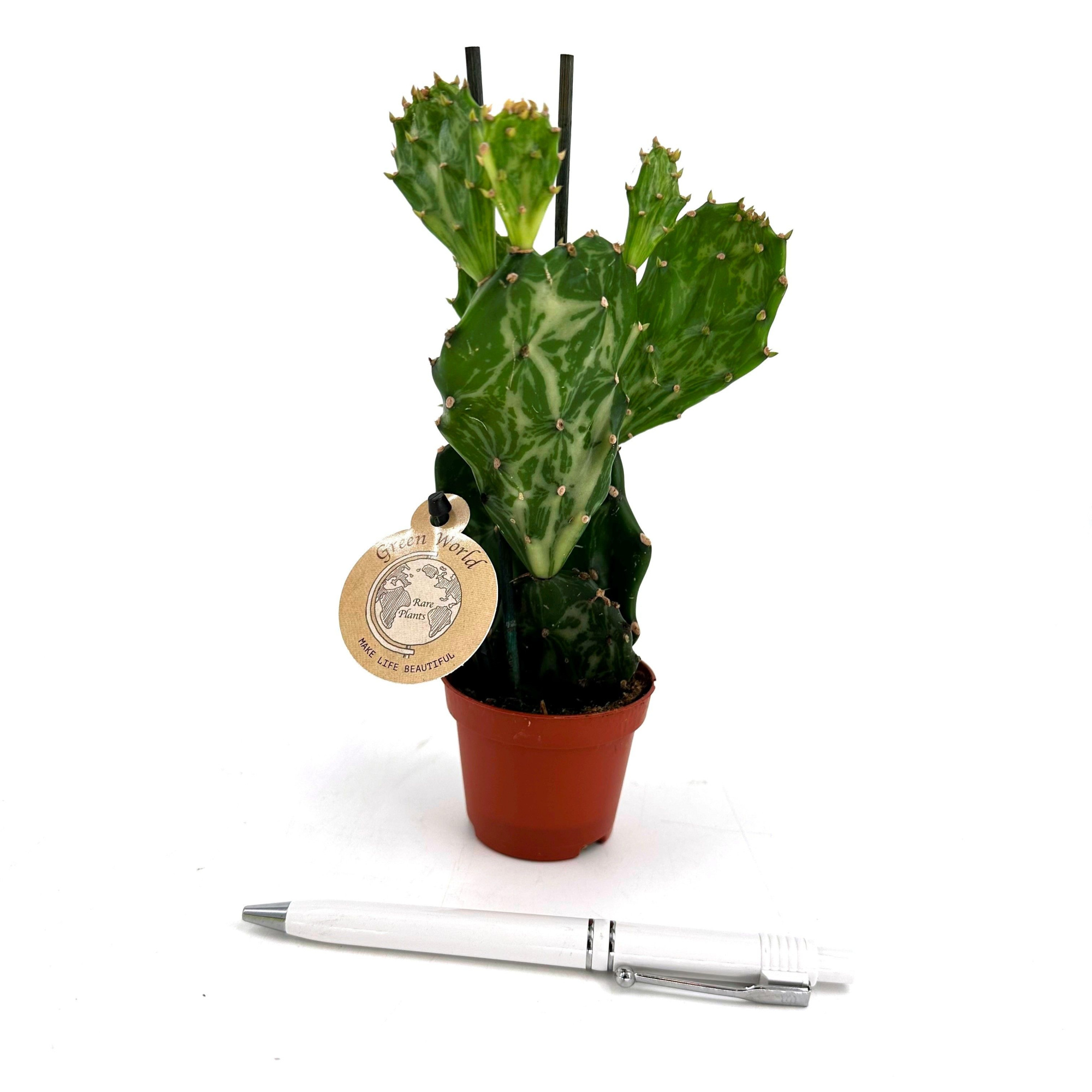 Mini 'Jamaica Chost Cactus' (Opuntia jamaicensis var.Ghost) Novelty Cactus, D 6 cm