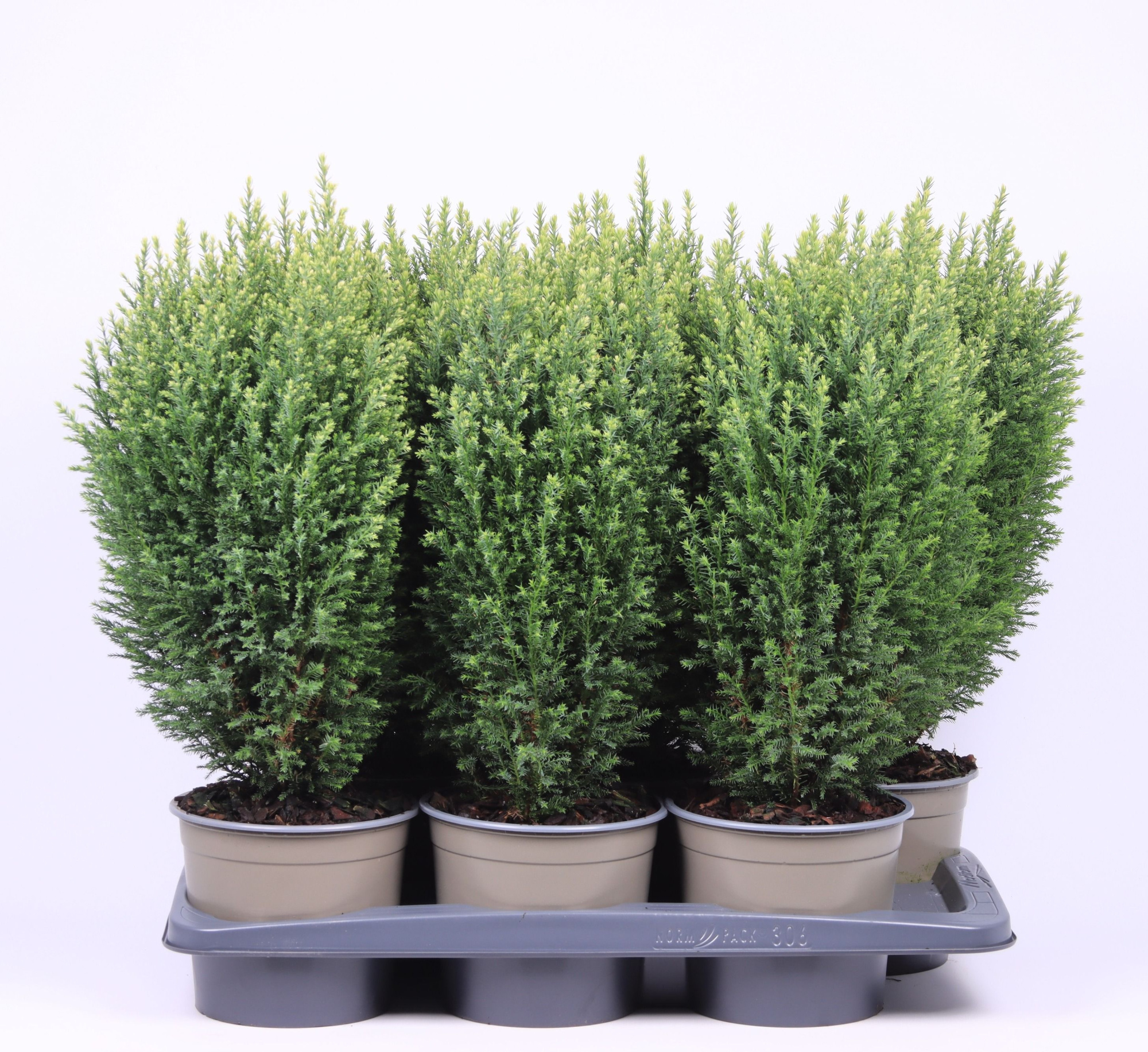 Chamaecyparis lawsoniana 'Snow White', D 17 cm