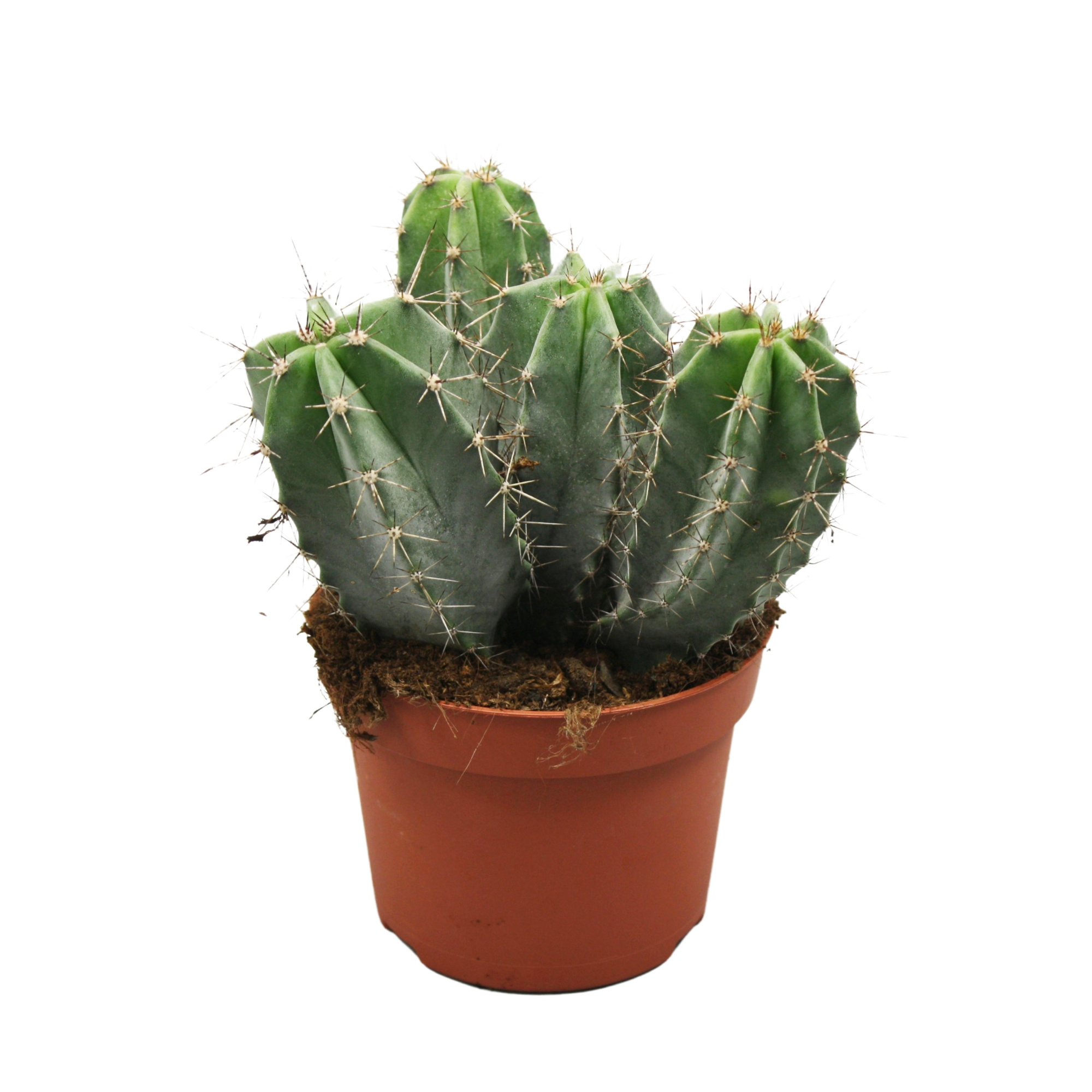 Ritterocereus urbaneus 12 cm, D 12