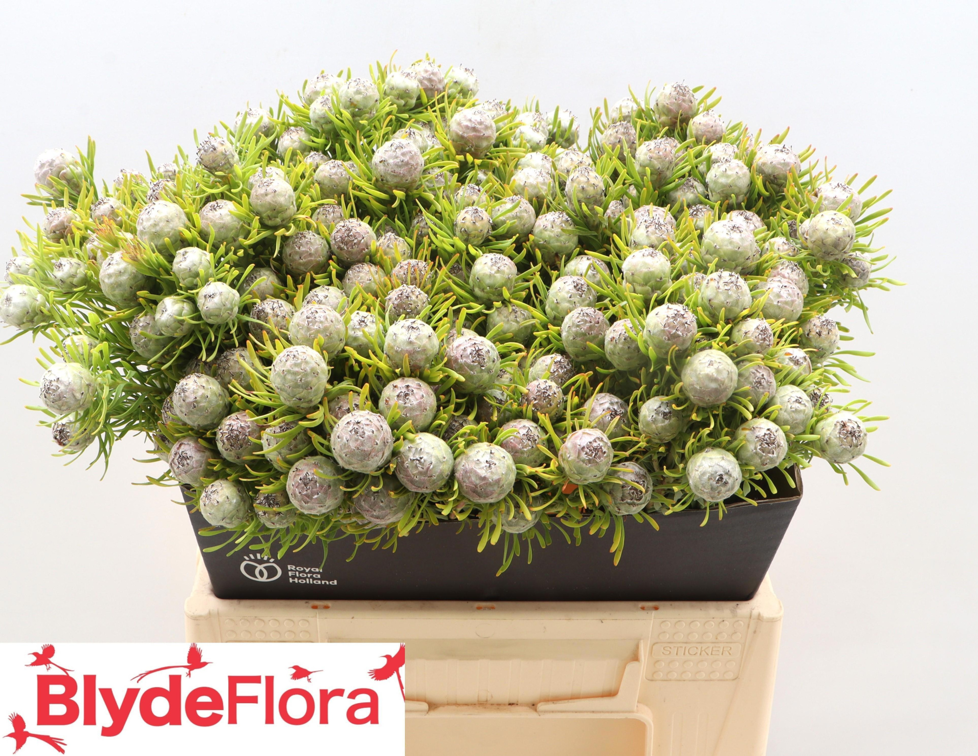 Леукадендрон Джейд Перл Спрей 40, шт.