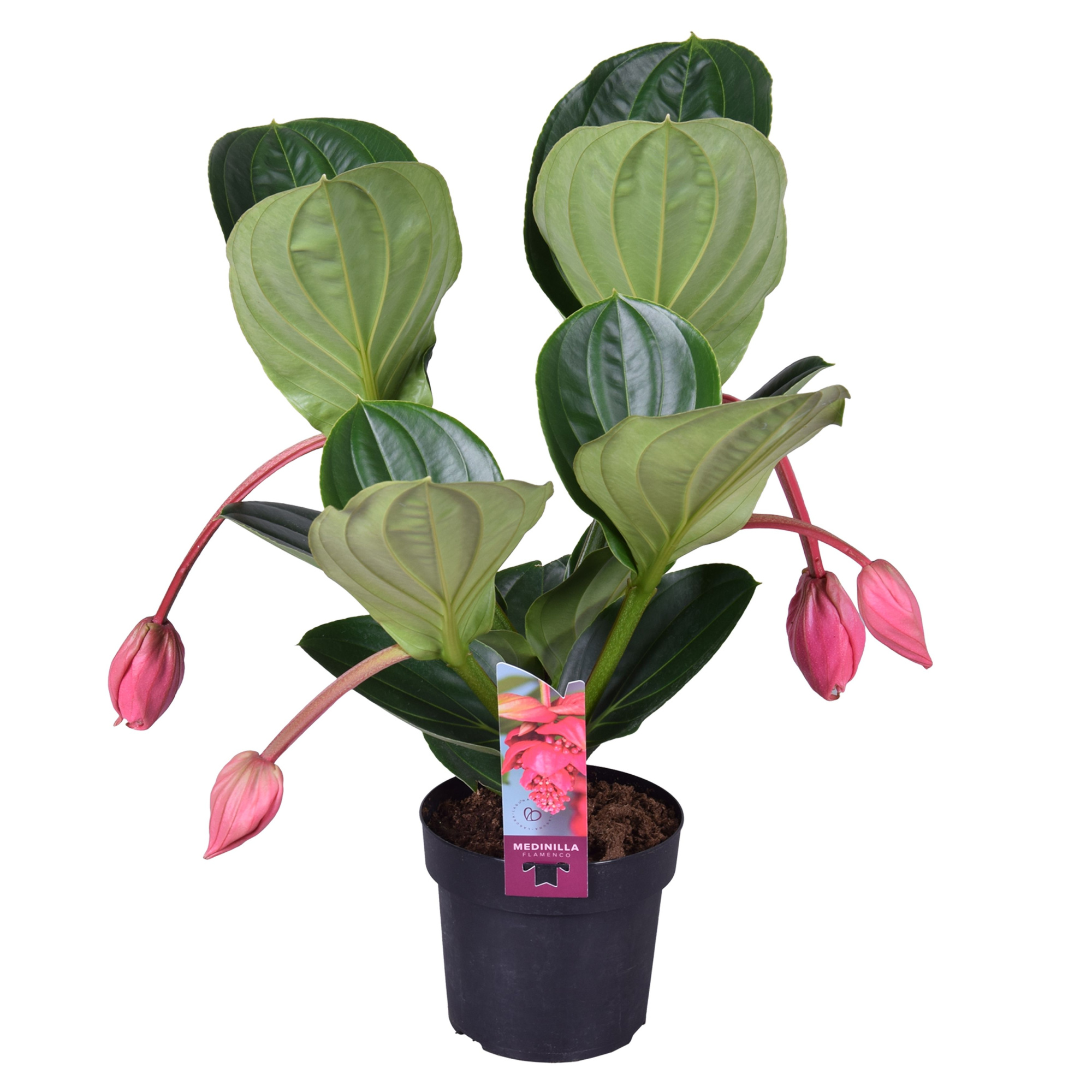 Medinilla Magnifica Flamenco 2 etage 4 knop, D 17