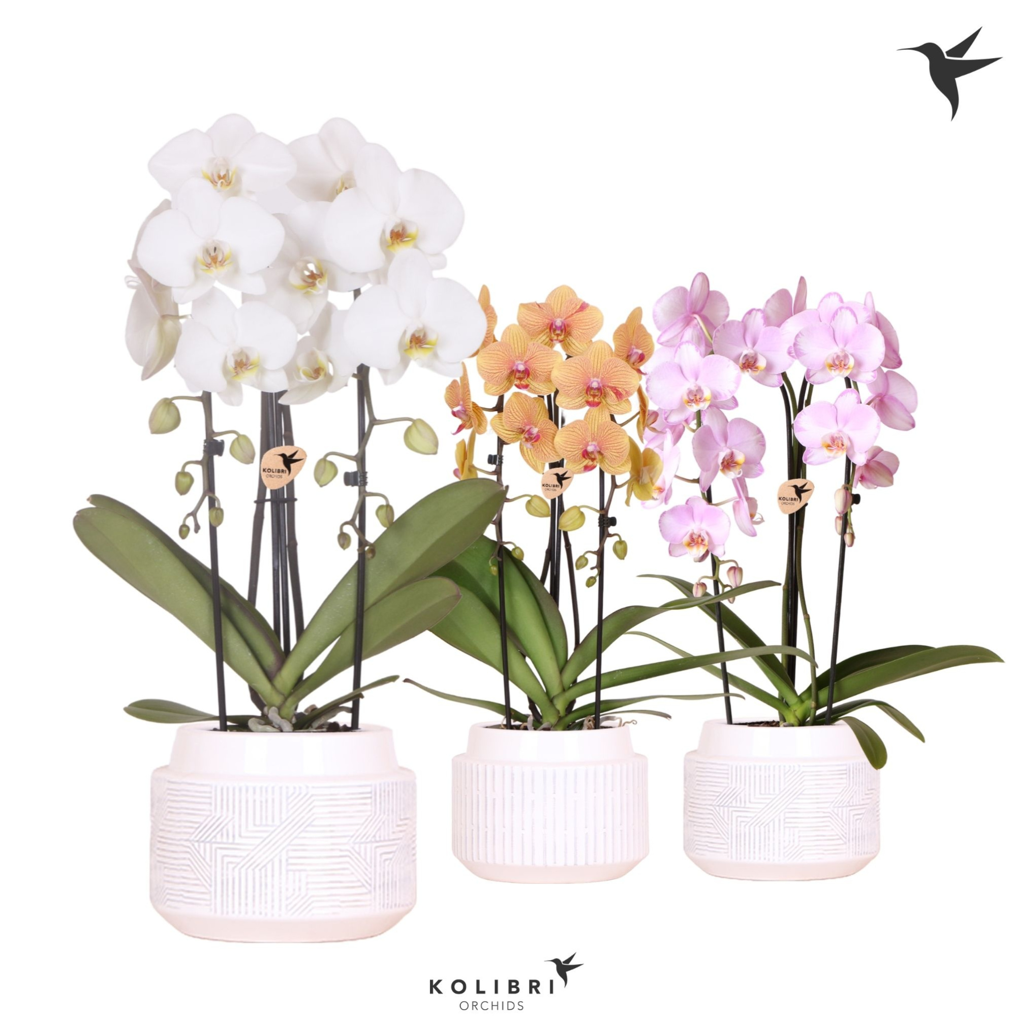 Kolibri Orchids Cascade Niagara Fall mix 2 spike in Maze pot white, D 12 cm