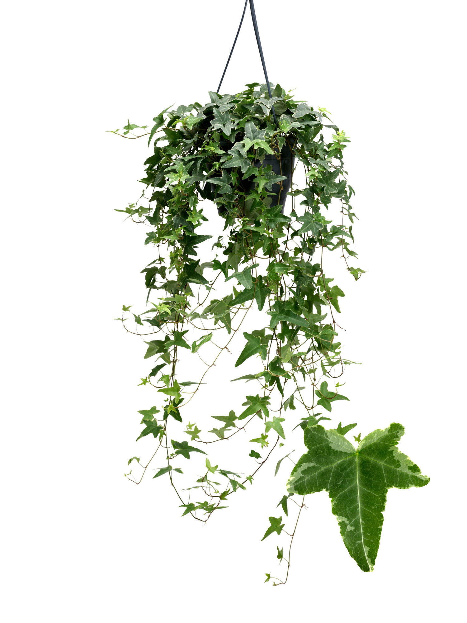 Mona Lisa 19cm, D 19 cm