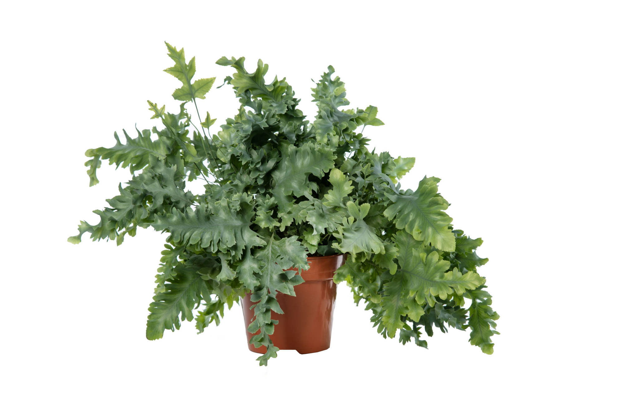 Phlebodium Davana, D 17 cm