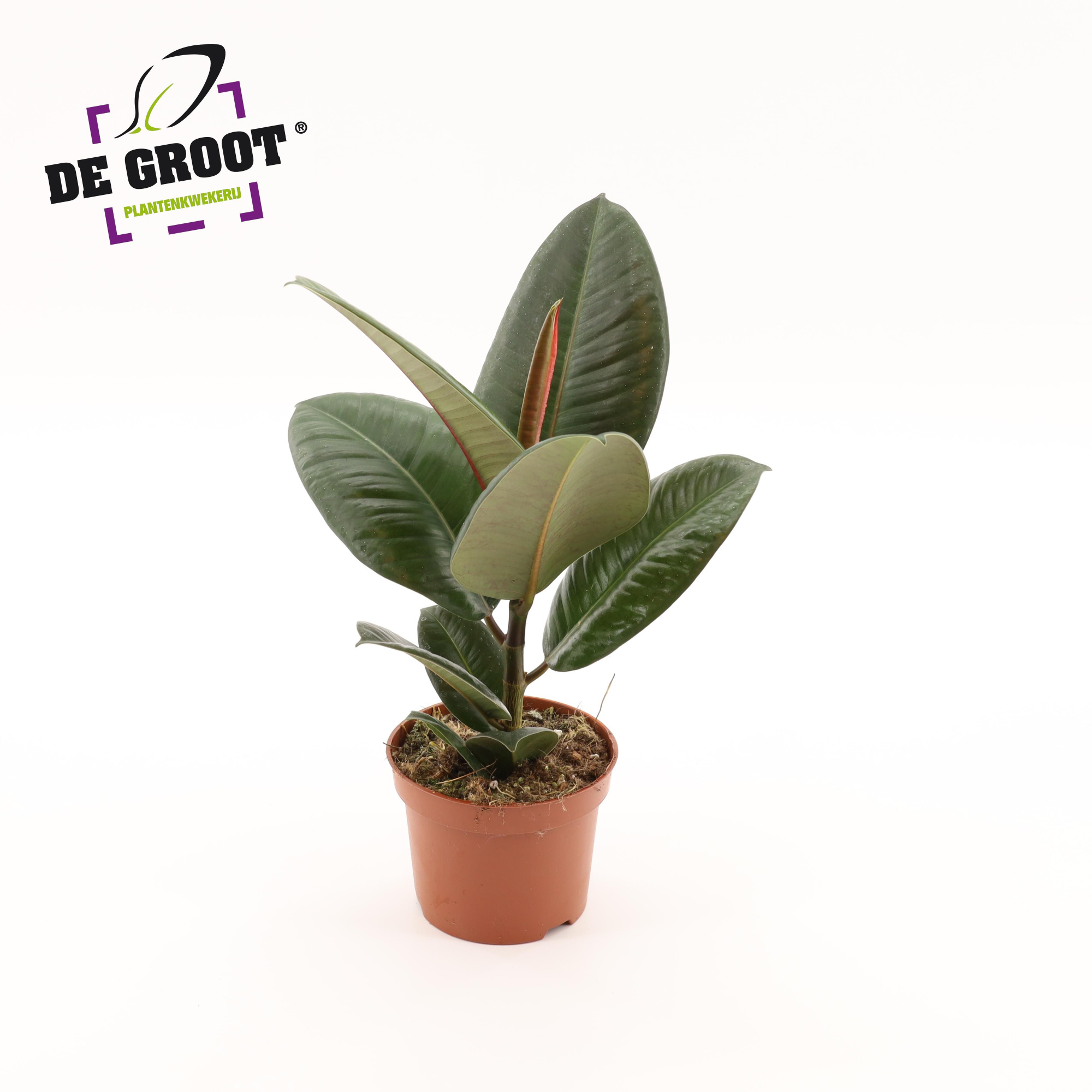 Ficus elastica 'Robusta', D 12 cm