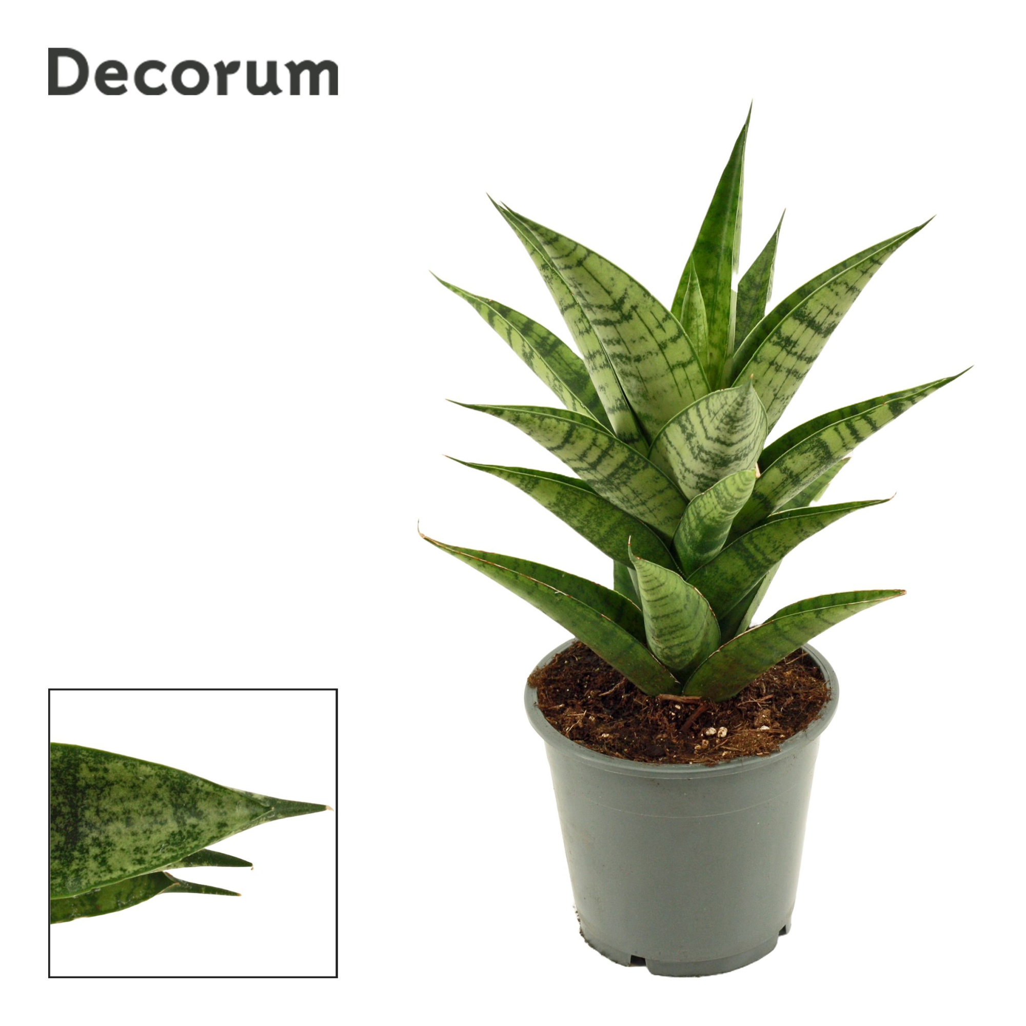 Sansevieria Brilliant Crown 12 cm (Decorum), D 12