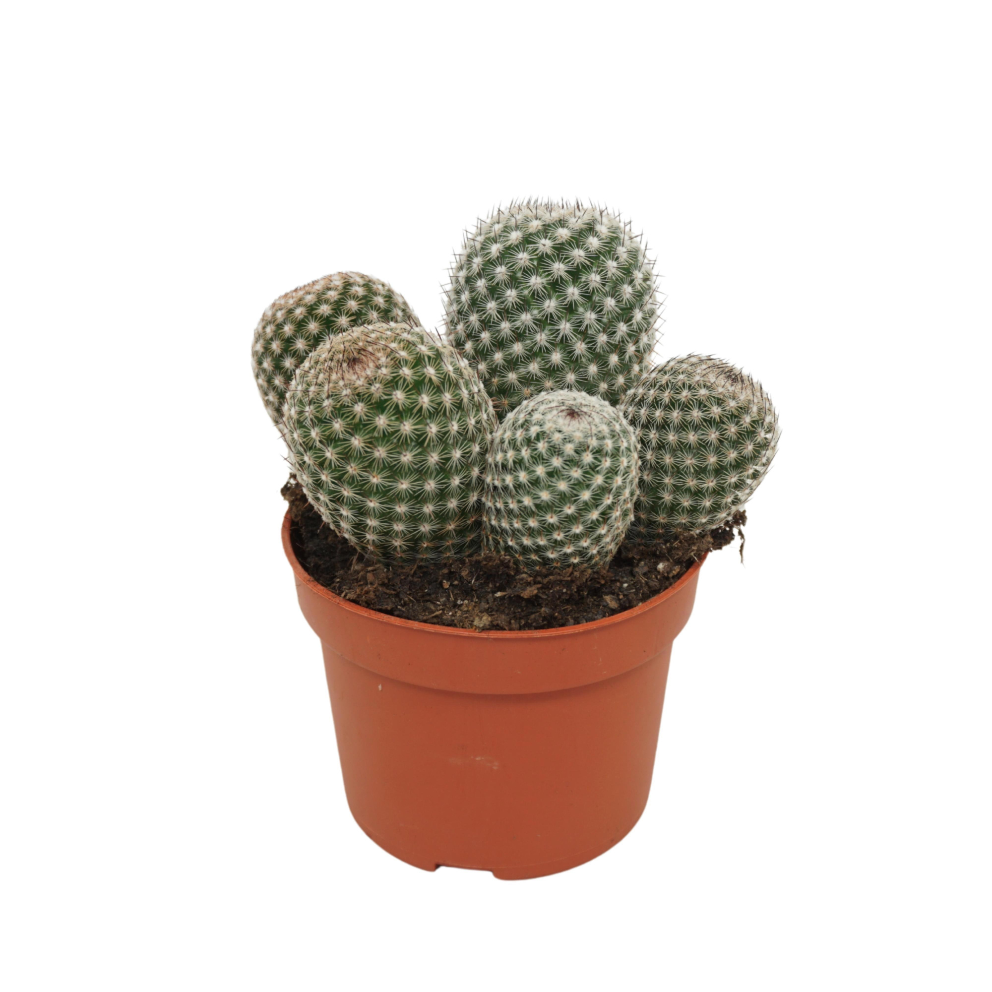 Mammillaria matudae 10,5 cm, D 10,5