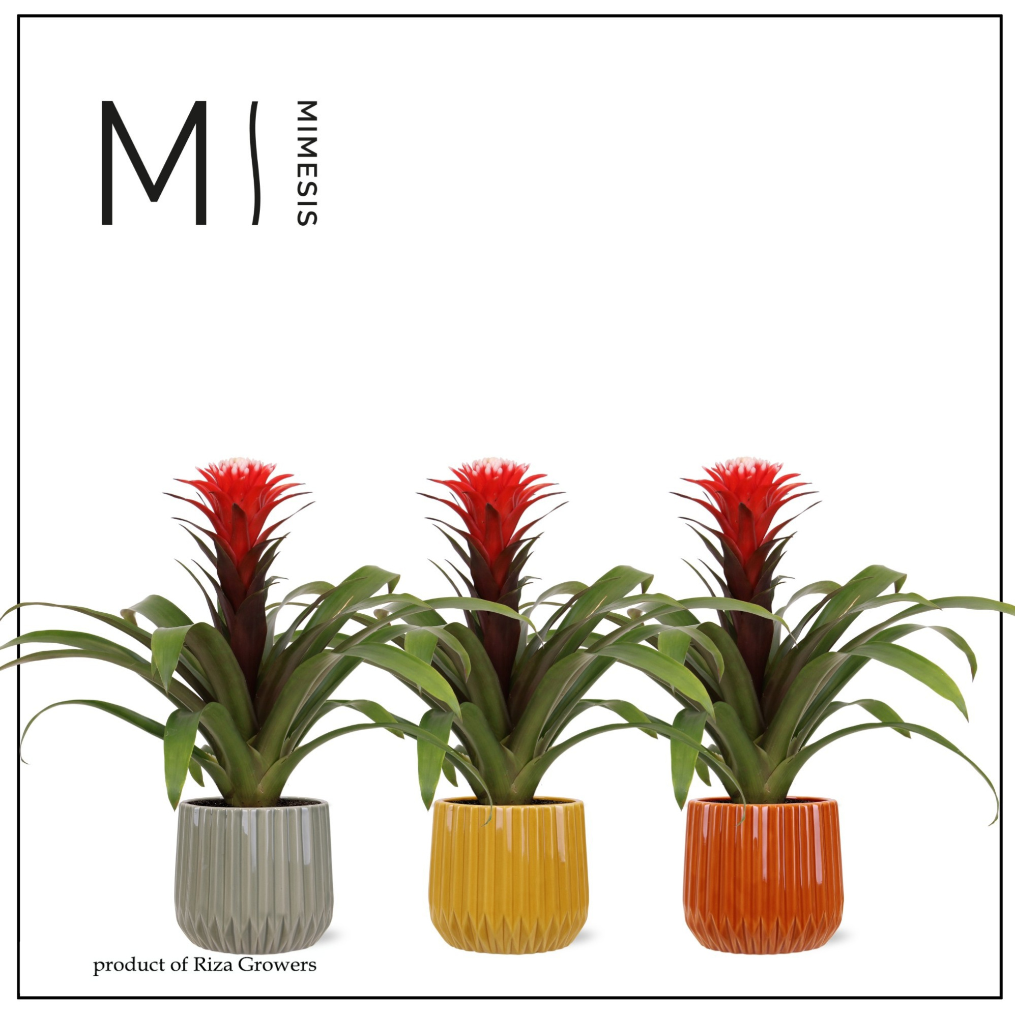 Guzmania Rockyflower Hope - 12cm in Milaan | Mimesis, D 12 cm