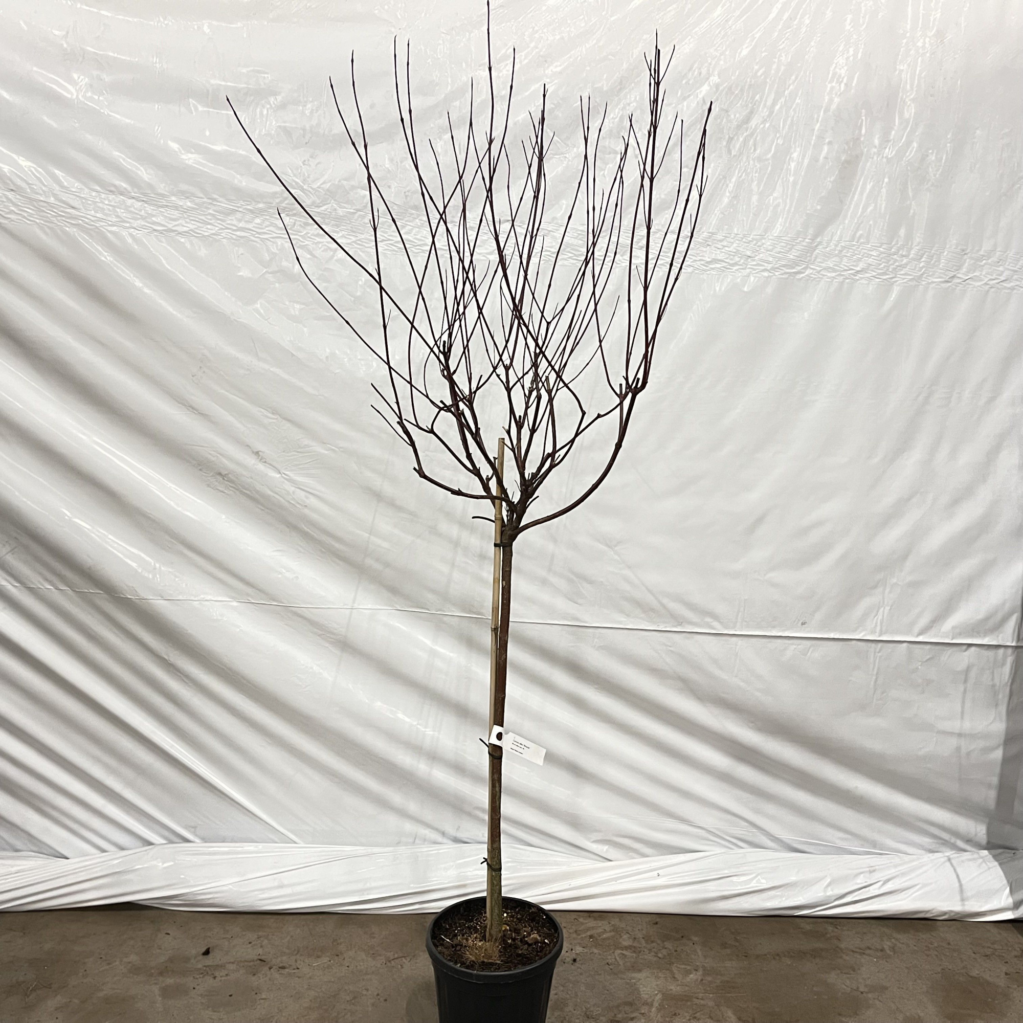 Cornus alba Miracle ('Verpaalen2' PBR) -- stam 90 cm, D 29