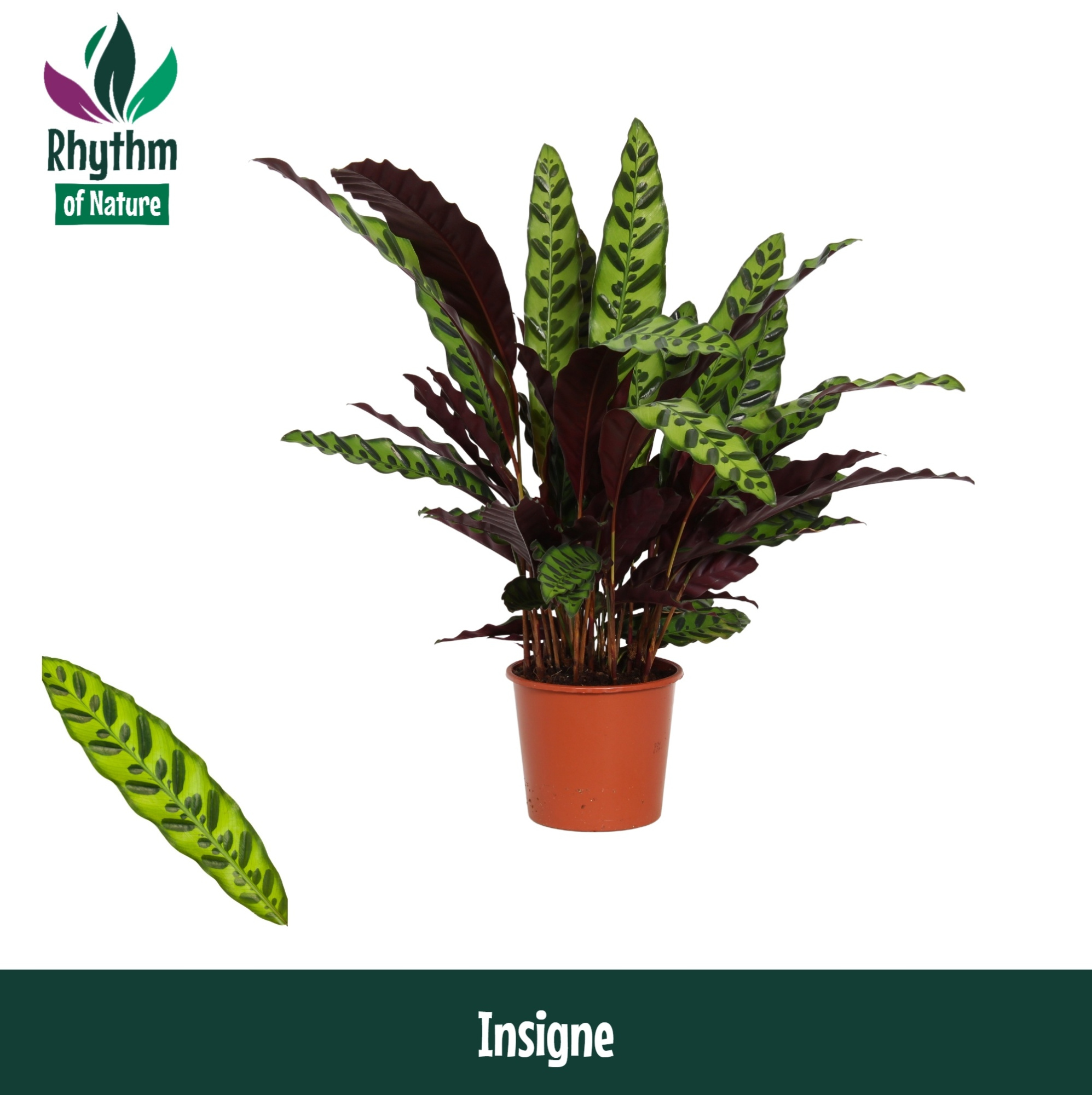 Calathea 17cm Insigne Rhythm of Nature (Lancifolia), D 17 cm
