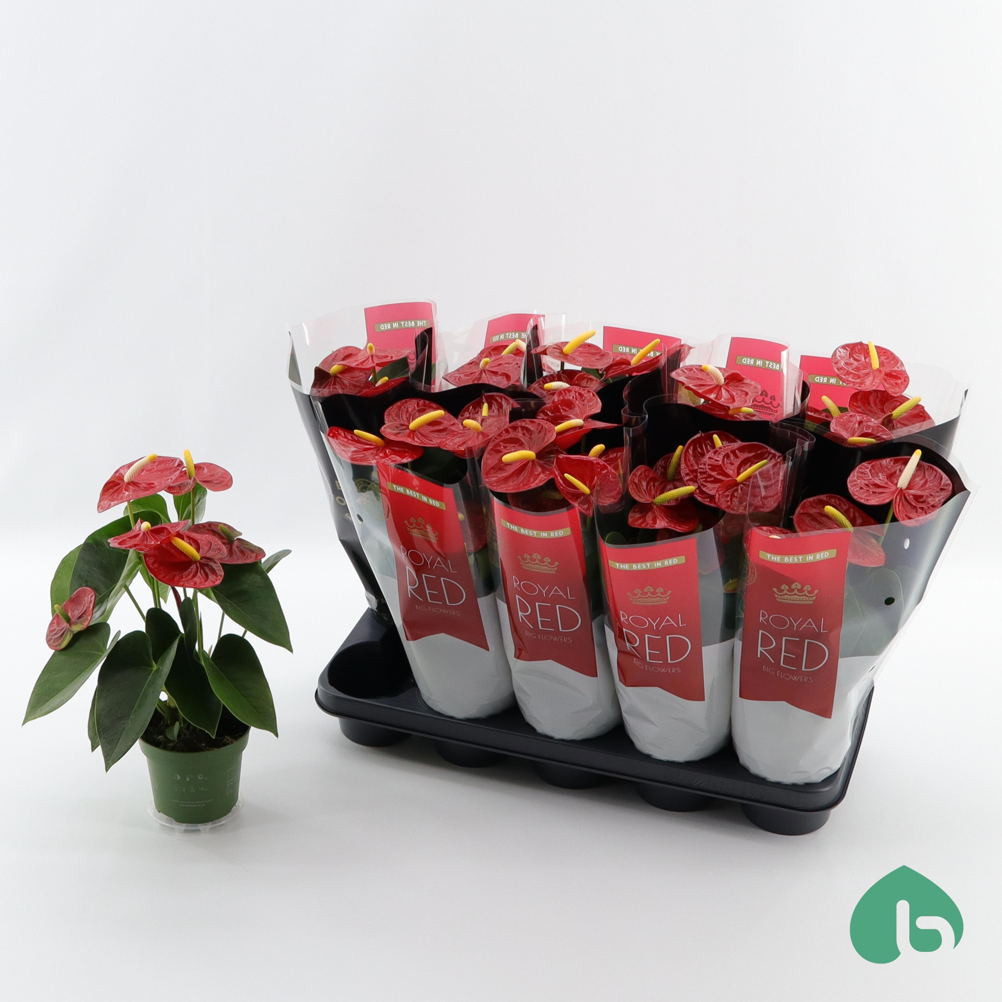 Anthurium Royal Red ''Big Flowers'' Royal Champion, D 12