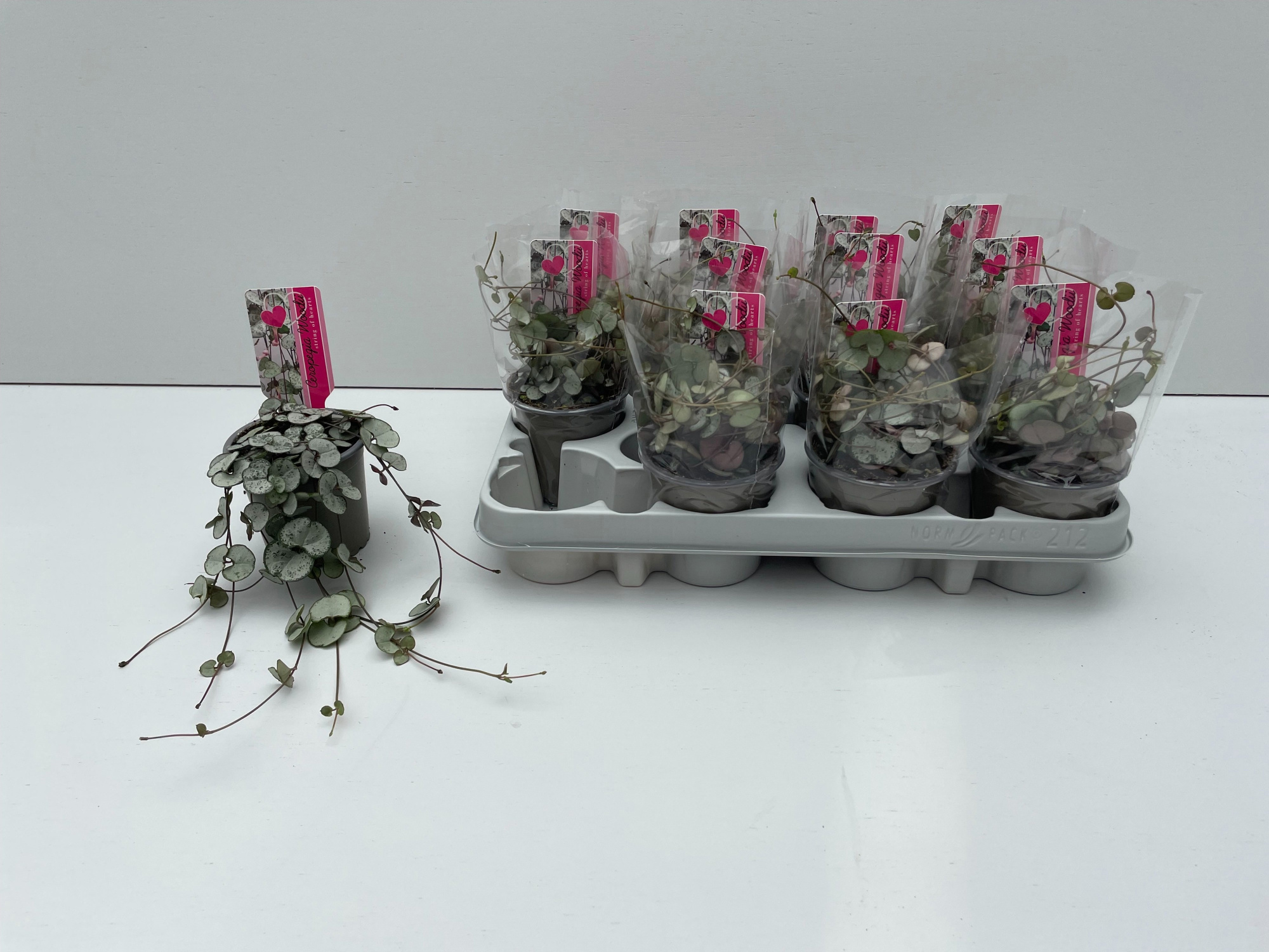 Ceropegia Silver Glory, D 9 cm