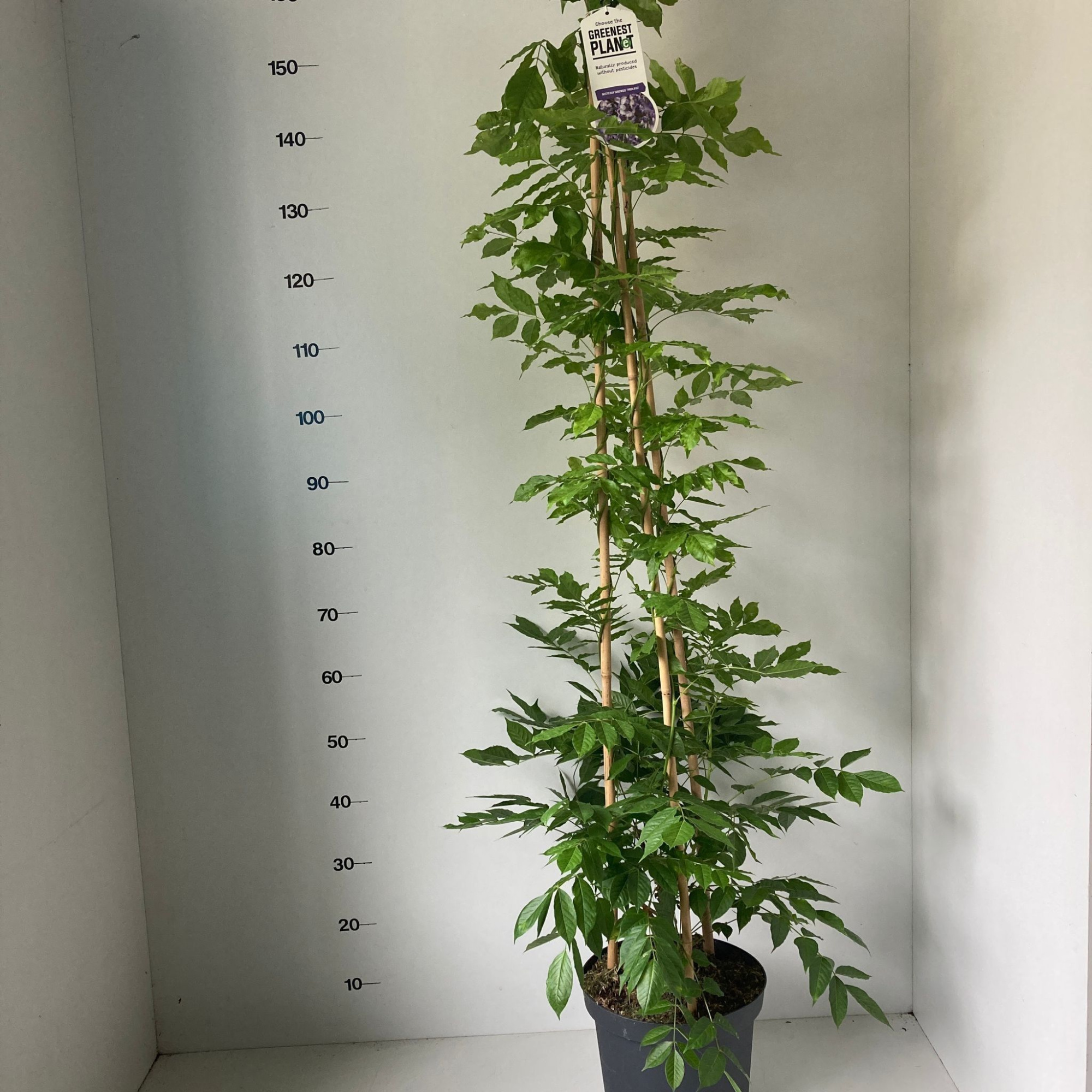 Wisteria sinensis 'Prolific' (piramide), D 26 cm