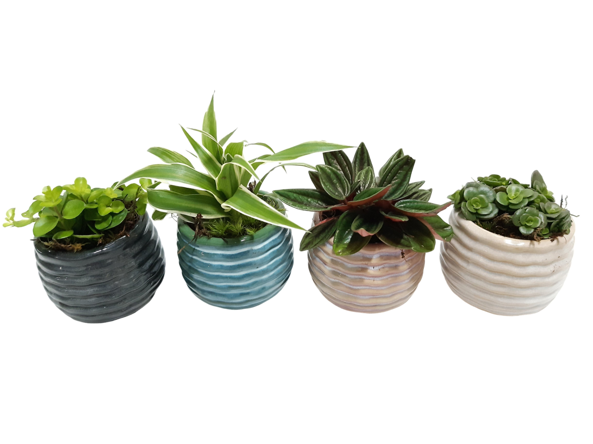 RP8GEM Rise Pot Klein mini plantmix 8cm, D 8